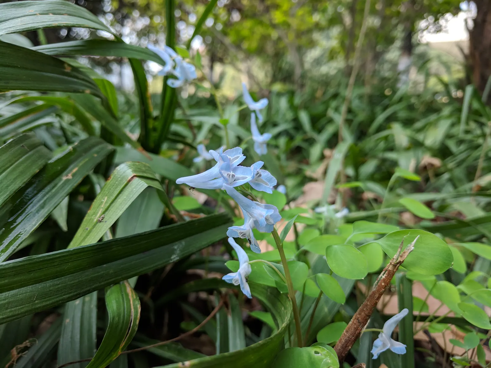 Chinese Corydalis (Corydalis flexuosa) — The foliage emerges in early spring
