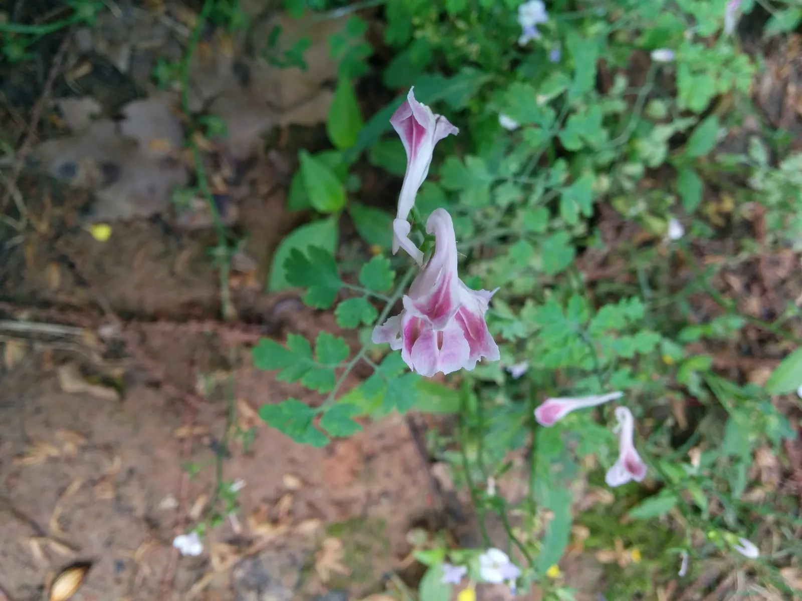 Chinese Corydalis (Corydalis flexuosa) — tubular blooms in soft shades of blue