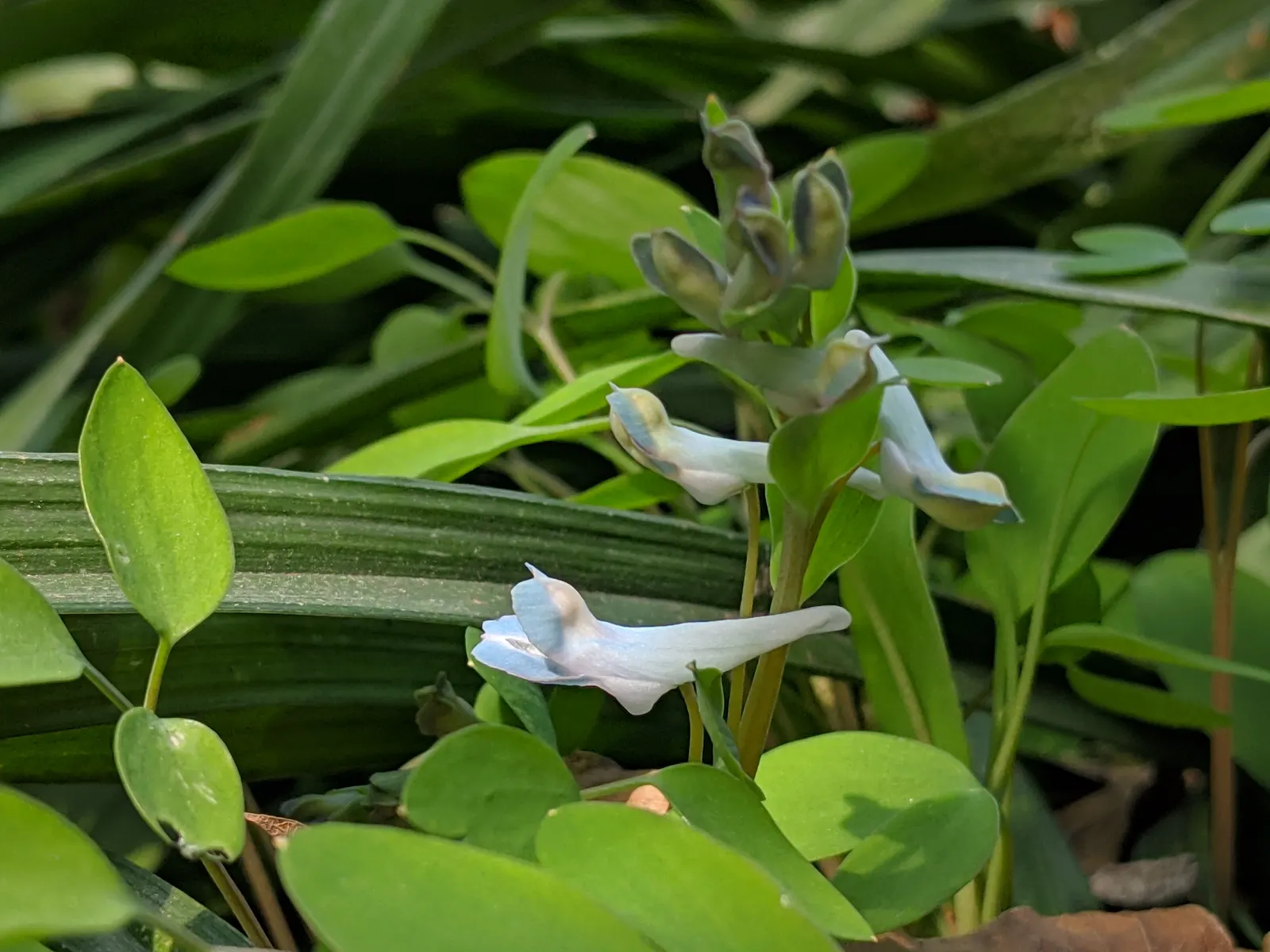 Chinese Corydalis (Corydalis flexuosa) — A charming addition for a serene, naturalistic garden design