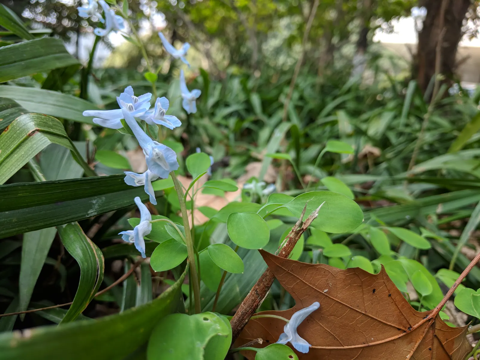 Chinese Corydalis (Corydalis flexuosa) — thriving in USDA Hardiness Zones 5 through 8