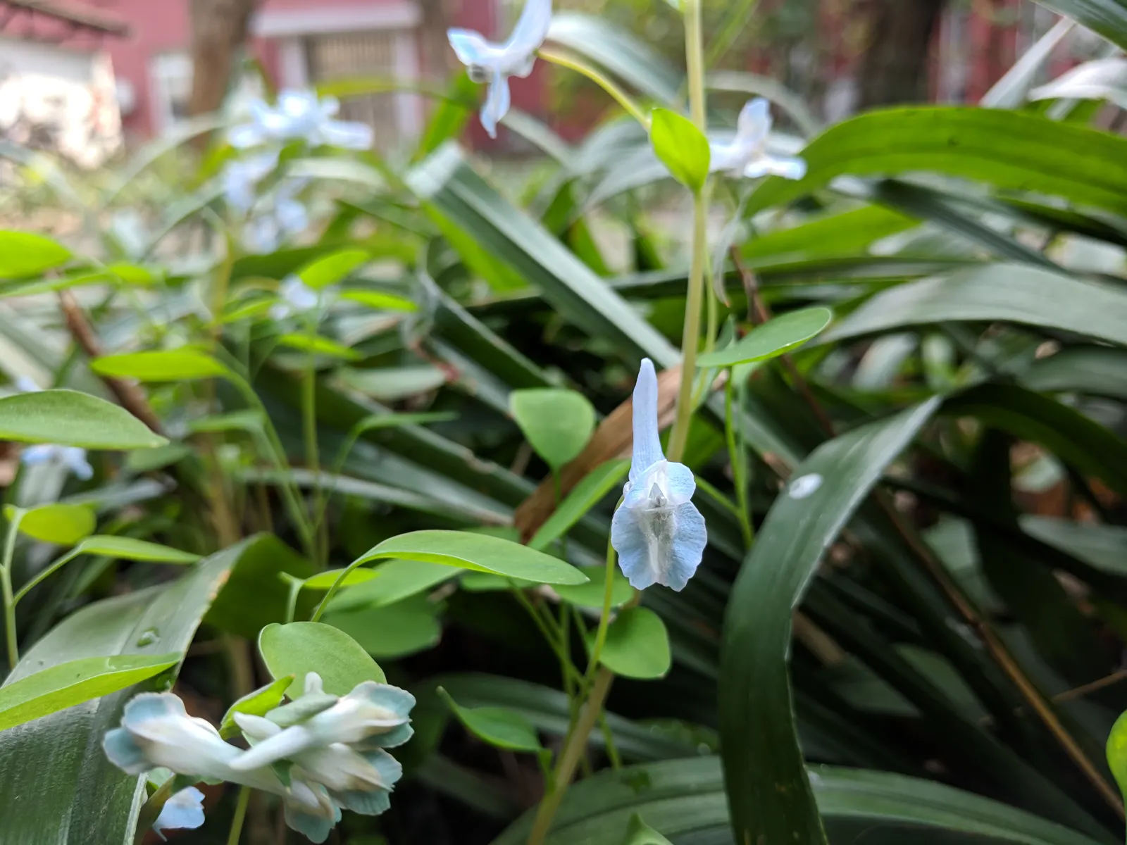 Chinese Corydalis (Corydalis flexuosa) — Offers early spring blossoms, ideal for woodland settings or shaded borders; corydalis malkensis can be a graceful and