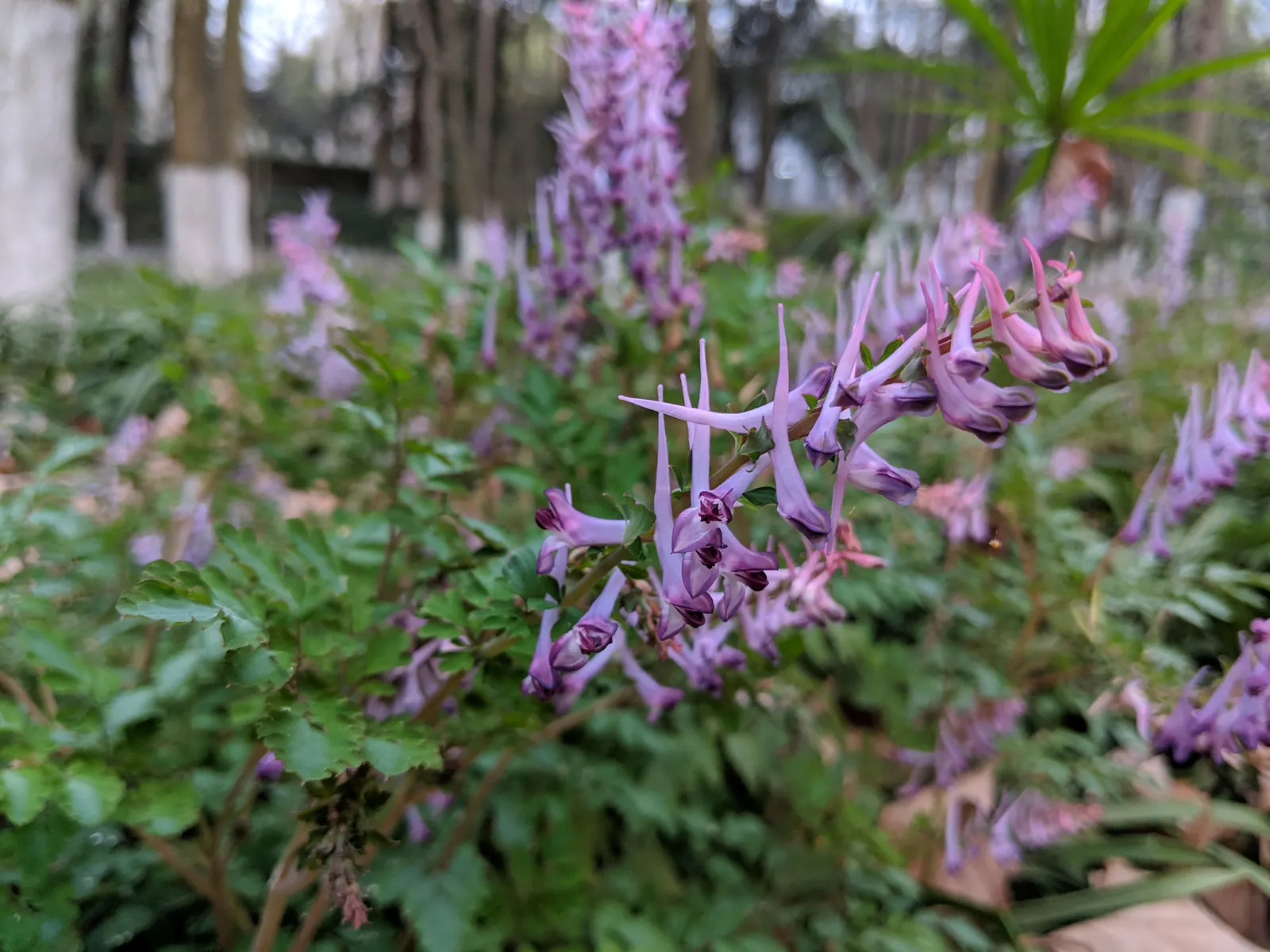 Chinese Corydalis (Corydalis flexuosa) — embellishing shaded rock gardens; thriving in USDA Hardiness Zones 5 through 8