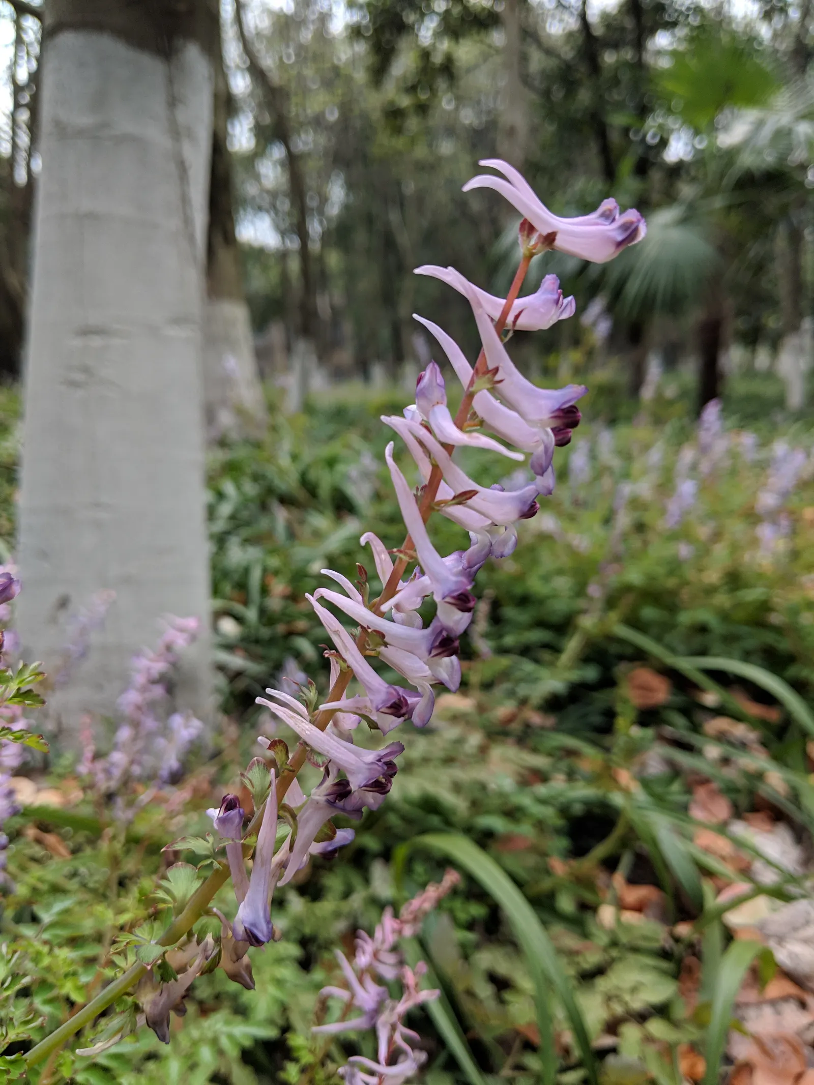 Chinese Corydalis (Corydalis flexuosa) — perennial with white blooms