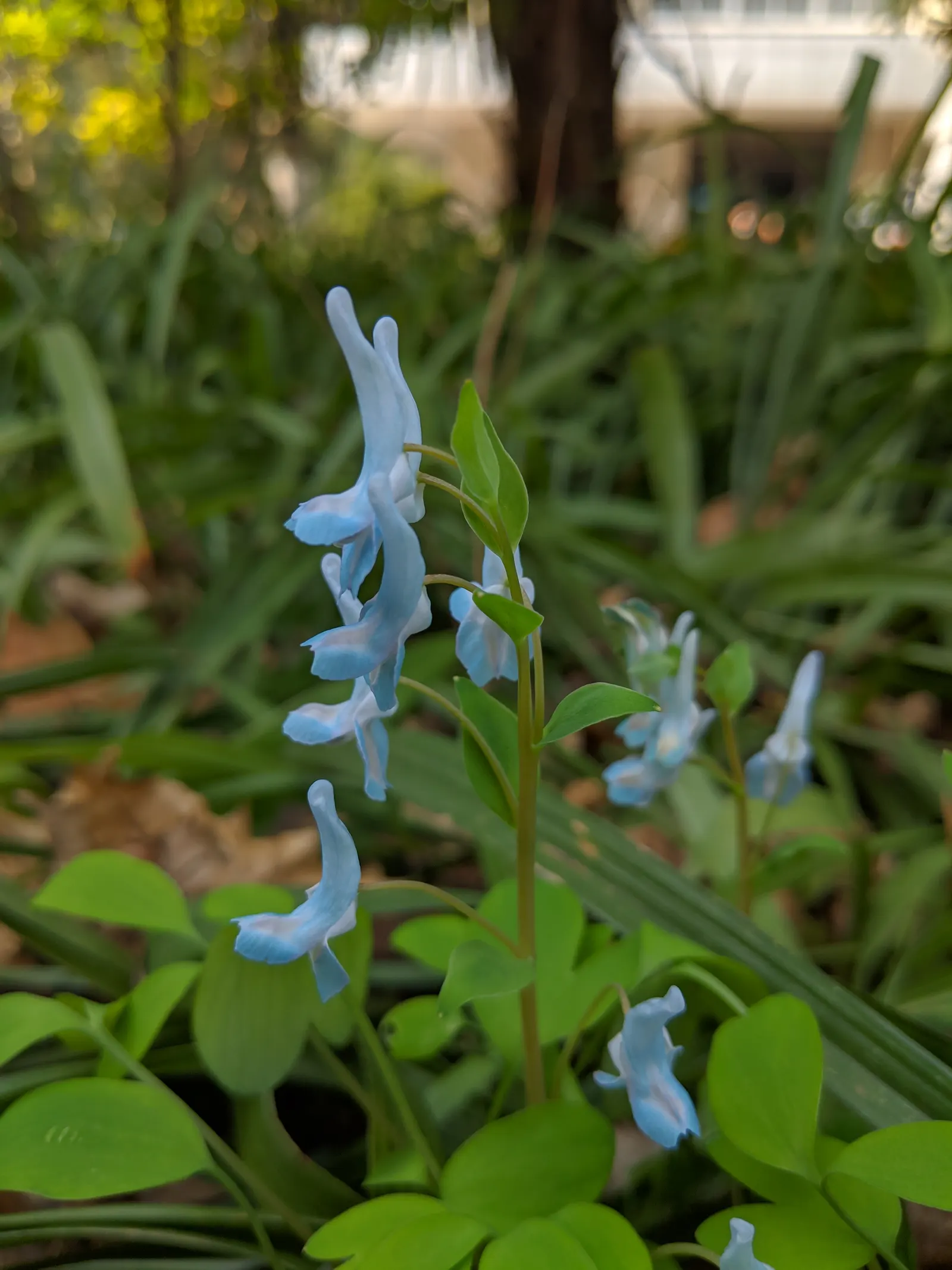 Chinese Corydalis (Corydalis flexuosa) — tubular blooms in soft shades of blue; offers early spring blossoms, ideal for woodland settings or shaded borders