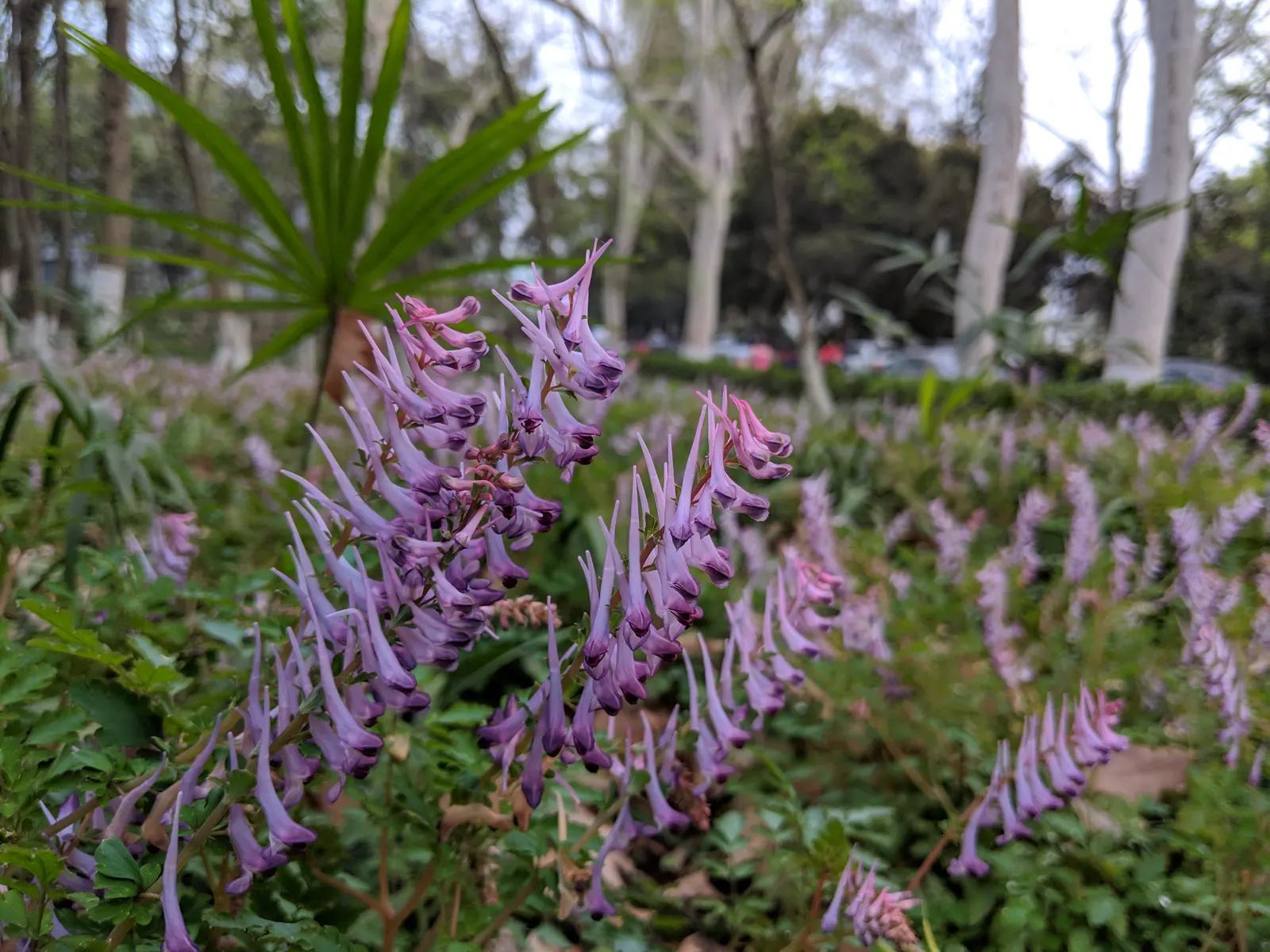Chinese Corydalis (Corydalis flexuosa) — Corydalis malkensis prefers a partly shaded location with well-draining; offers early spring blossoms, ideal for