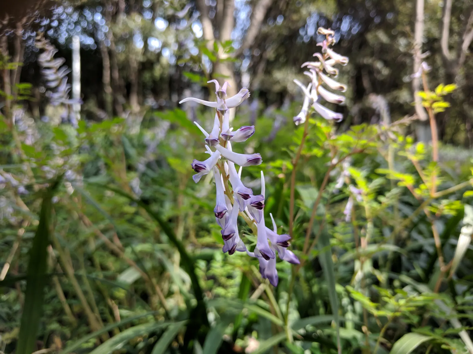 Chinese Corydalis (Corydalis flexuosa) — white flowers in the garden; thriving in USDA Hardiness Zones 5 through 8