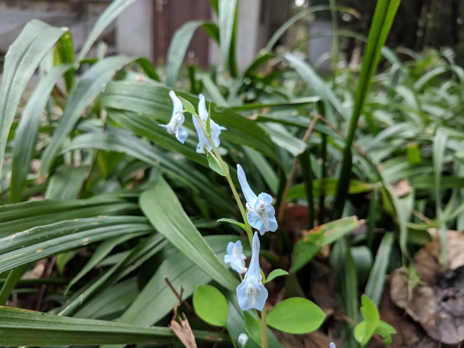 Chinese Corydalis (Corydalis flexuosa) — adds delicate charm to garden settings with its fine; corydalis malkensis can be a graceful and enchanting addition to