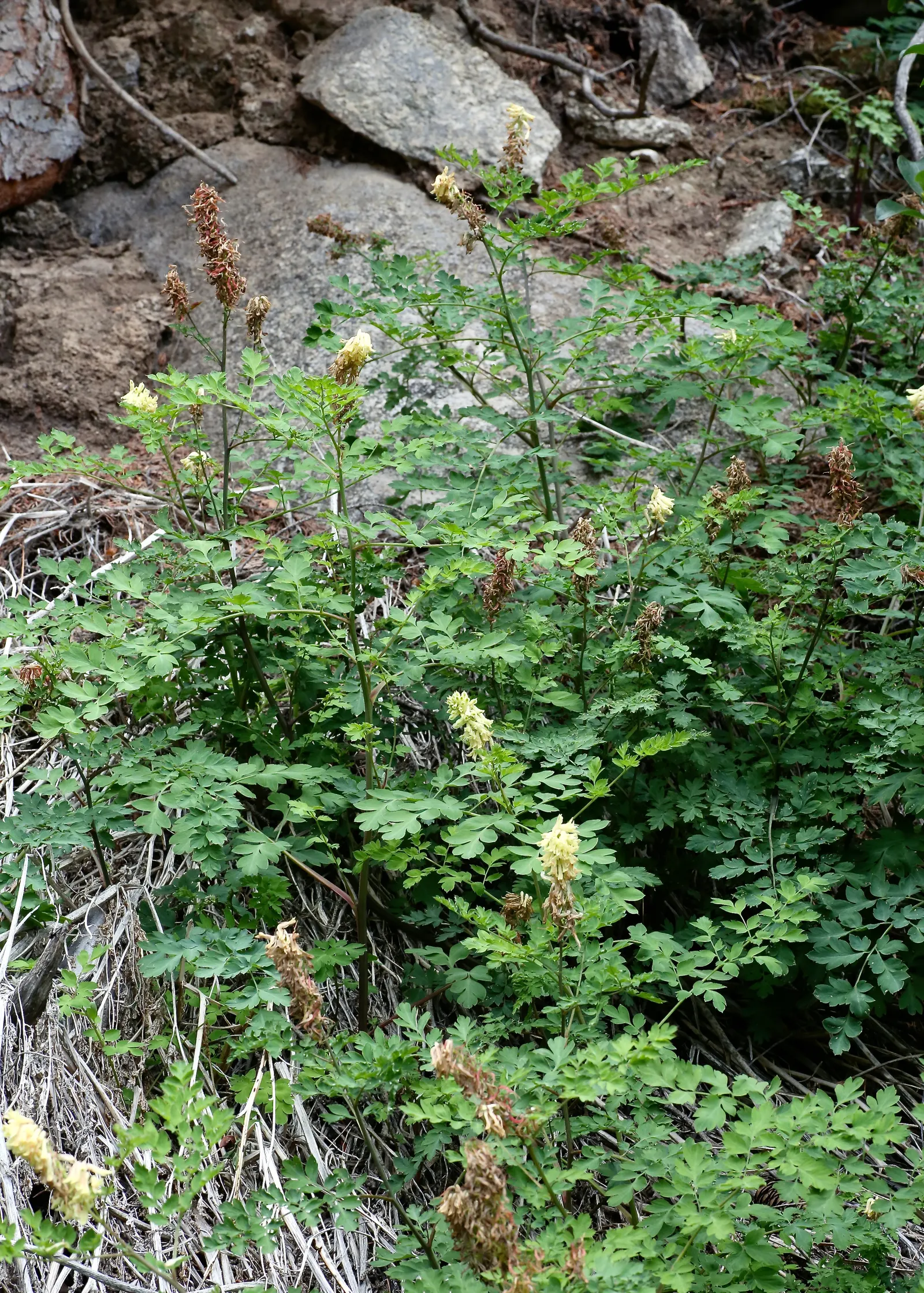 Chinese Corydalis (Corydalis flexuosa) — Additionally, it is deer-resistant, making it a suitable choice for areas with prevalent wildlife; corydalis malkensis