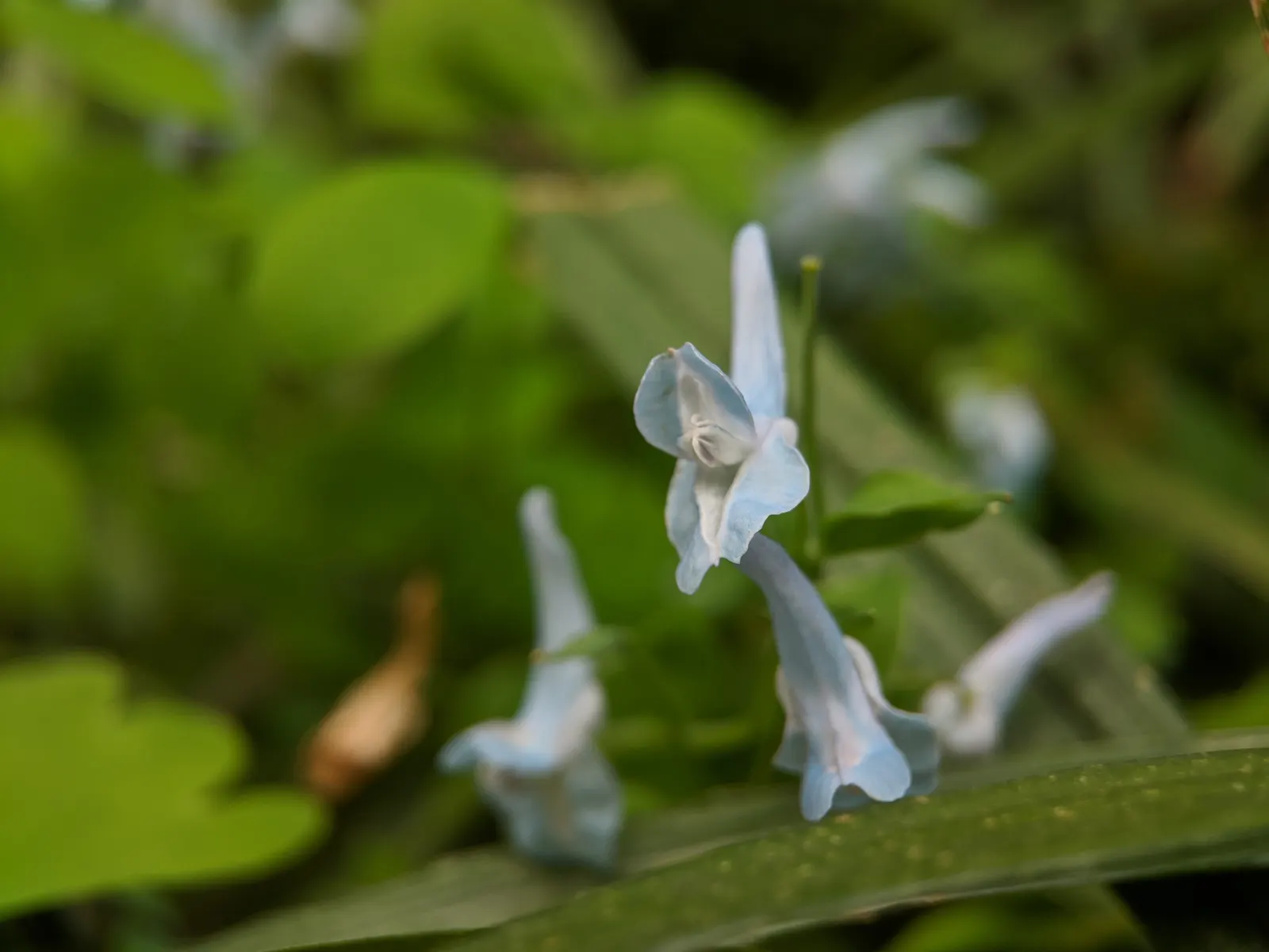 Chinese Corydalis (Corydalis flexuosa) — With its subtle beauty and ease of care