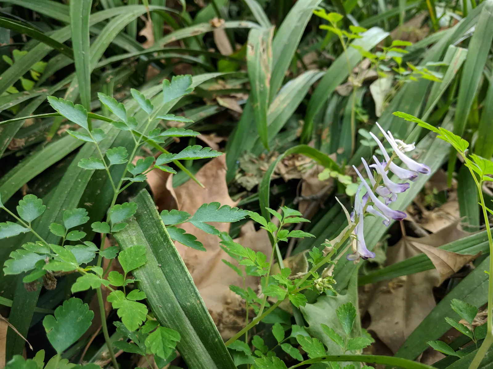 Chinese Corydalis (Corydalis flexuosa) — Corydalis malkensis prefers a partly shaded location with well-draining