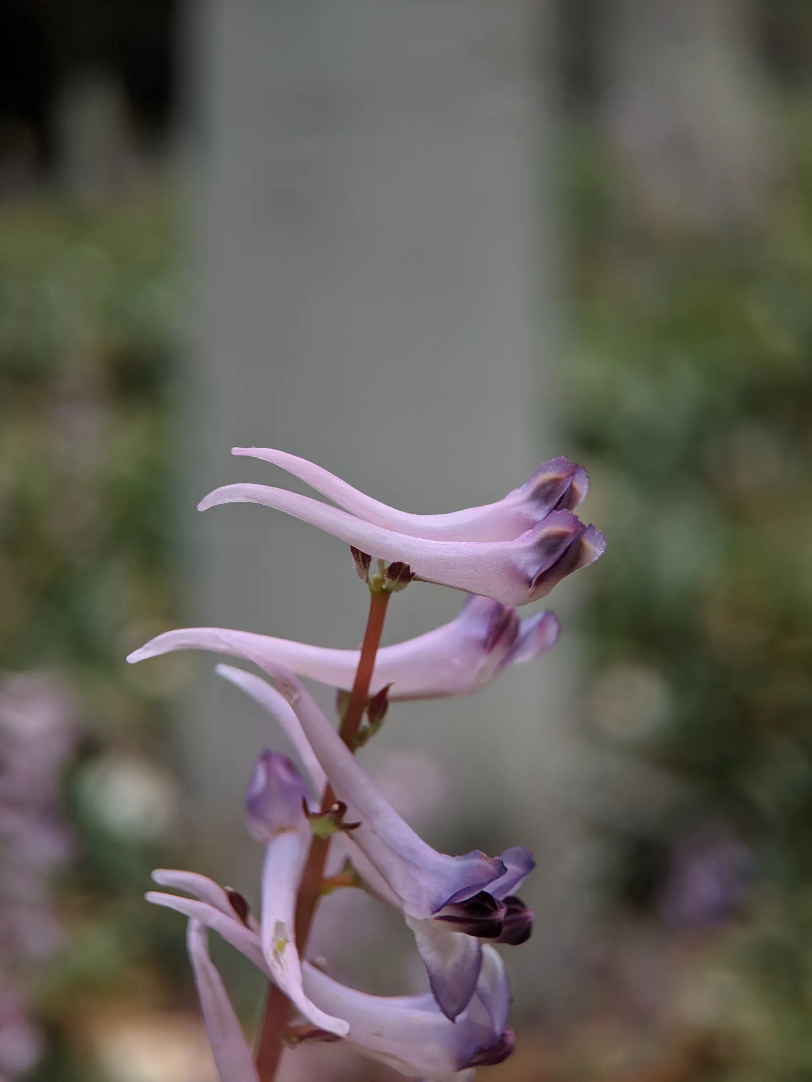 Chinese Corydalis (Corydalis flexuosa) — This perennial thrives in USDA zones 5-7, preferring partial shade; thriving in USDA Hardiness Zones 5 through 8