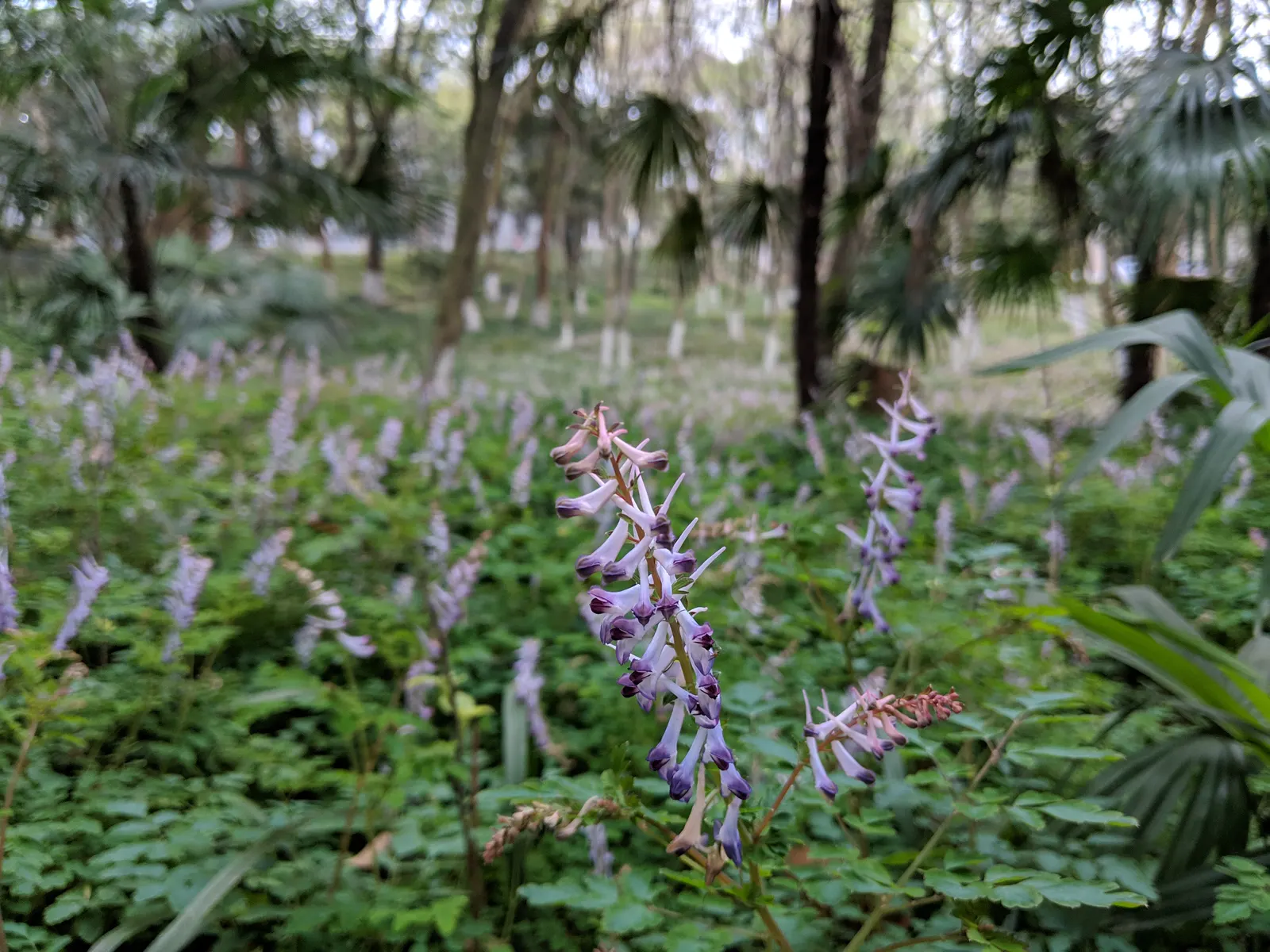 Chinese Corydalis (Corydalis flexuosa) — Corydalis malkensis can be a graceful and enchanting addition to any garden design