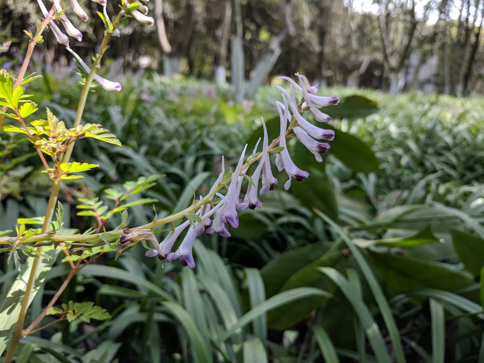 Chinese Corydalis (Corydalis flexuosa) — Well-drained, moist soil ensures optimal growth; offers early spring blossoms, ideal for woodland settings or shaded