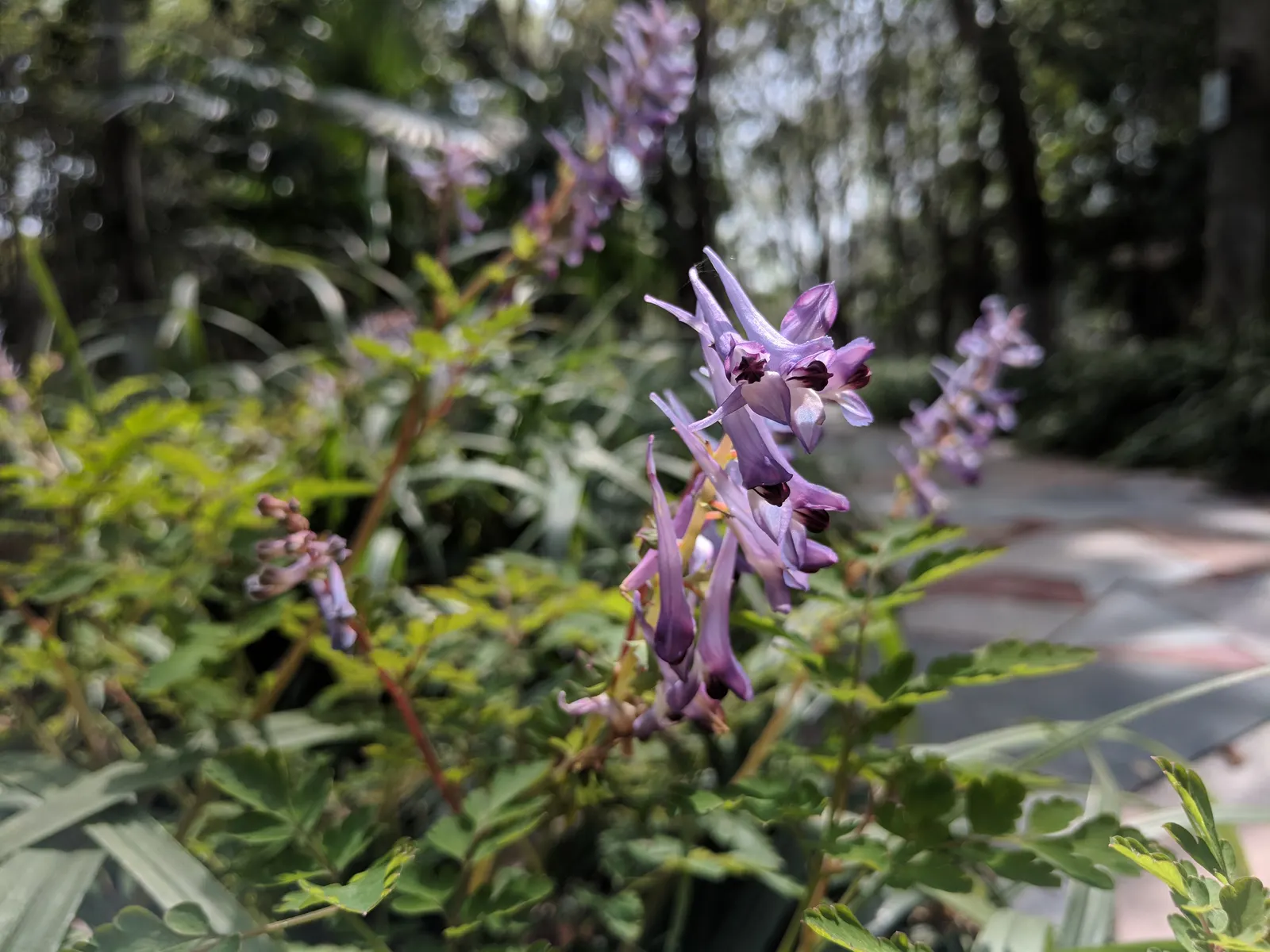 Chinese Corydalis (Corydalis flexuosa) — It is vital to keep the soil consistently moist, but be cautious of overwatering, as this can lead to root rot