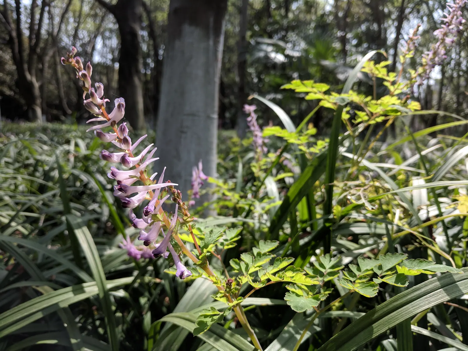 Chinese Corydalis (Corydalis flexuosa) — The foliage emerges in early spring; corydalis malkensis can be a graceful and enchanting addition to any garden design