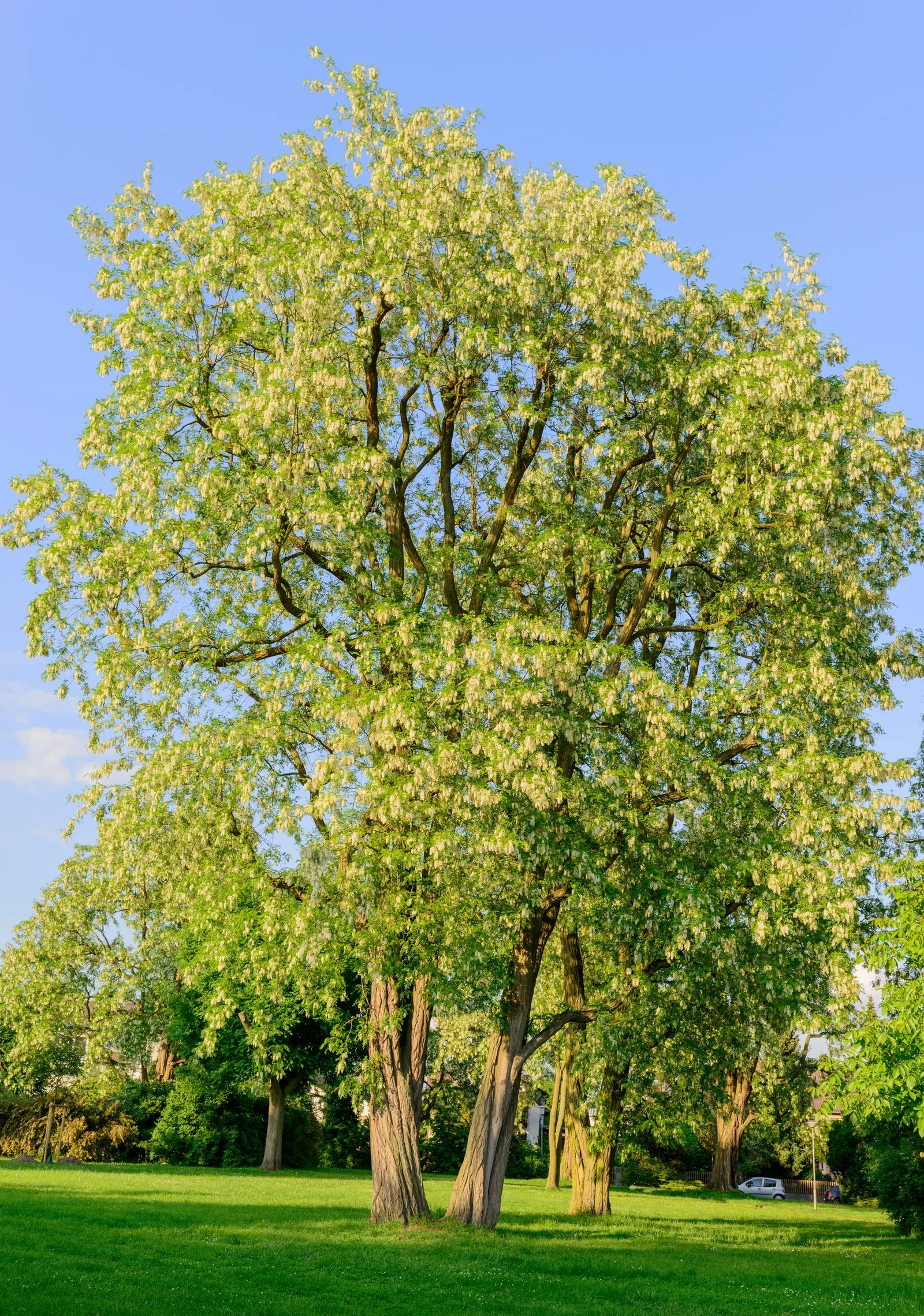 Black Locust (Robinia Pseudoacacia) — white flowers in the garden