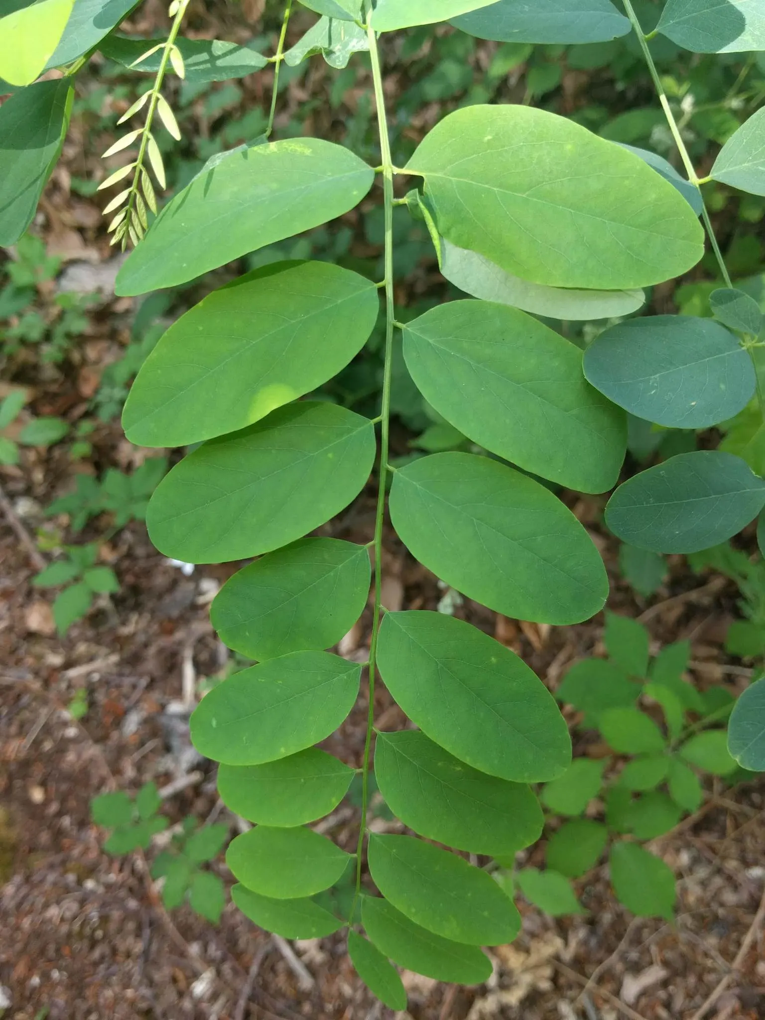 Black Locust (Robinia Pseudoacacia) — Its notable for its fragrant, white flower clusters and compound leaves; so careful consideration should be, image 78