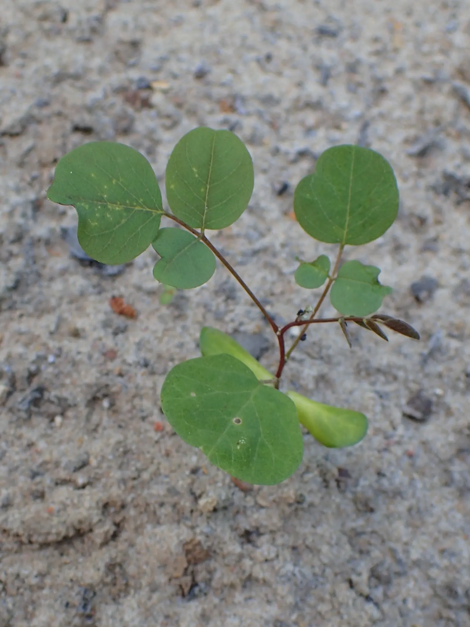 Black Locust (Robinia Pseudoacacia) — especially the bark and seeds; the Black Locust is also known for its hard, image 96
