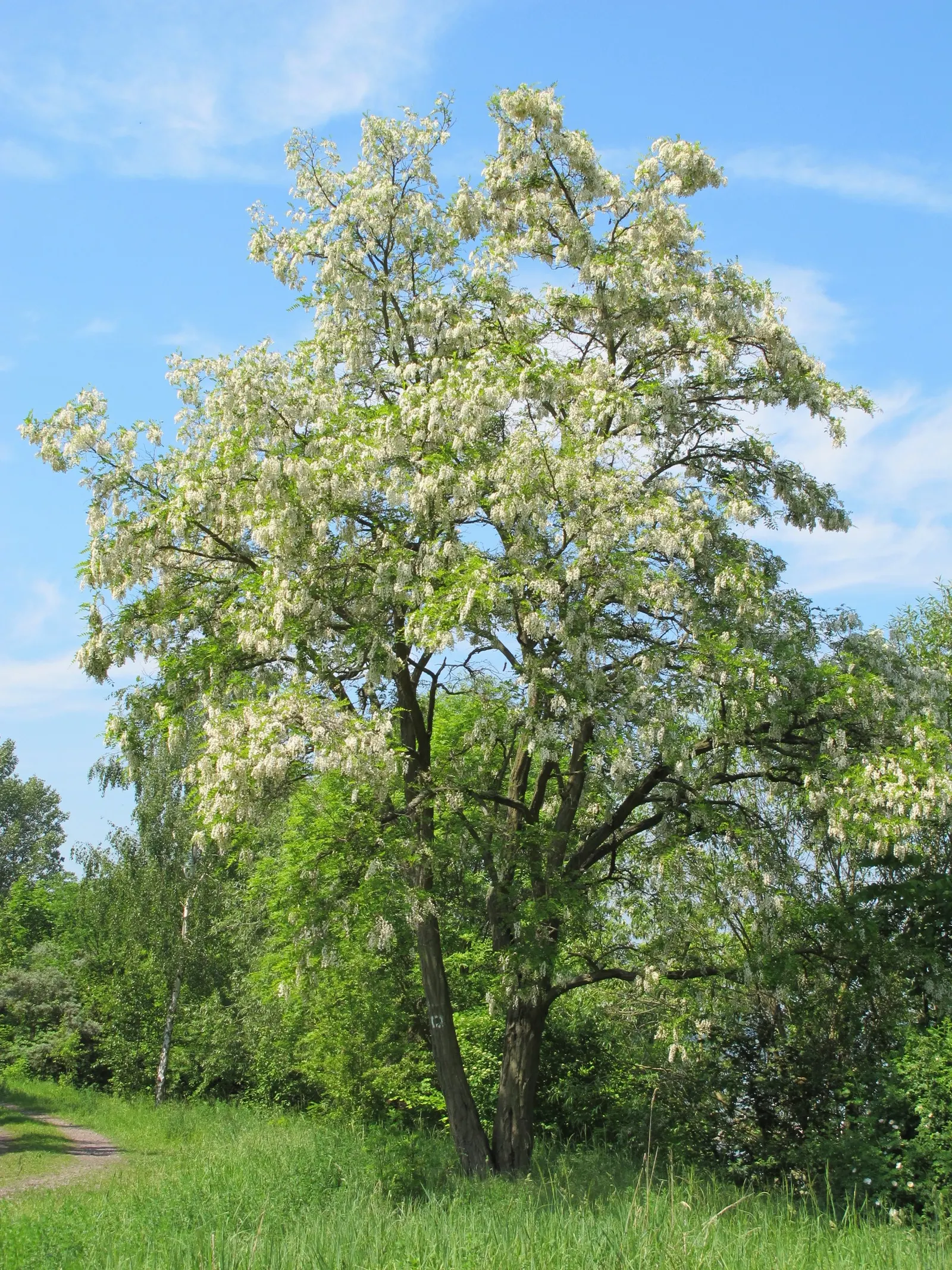 Black Locust (Robinia Pseudoacacia) — making it an excellent choice for varied landscape designs