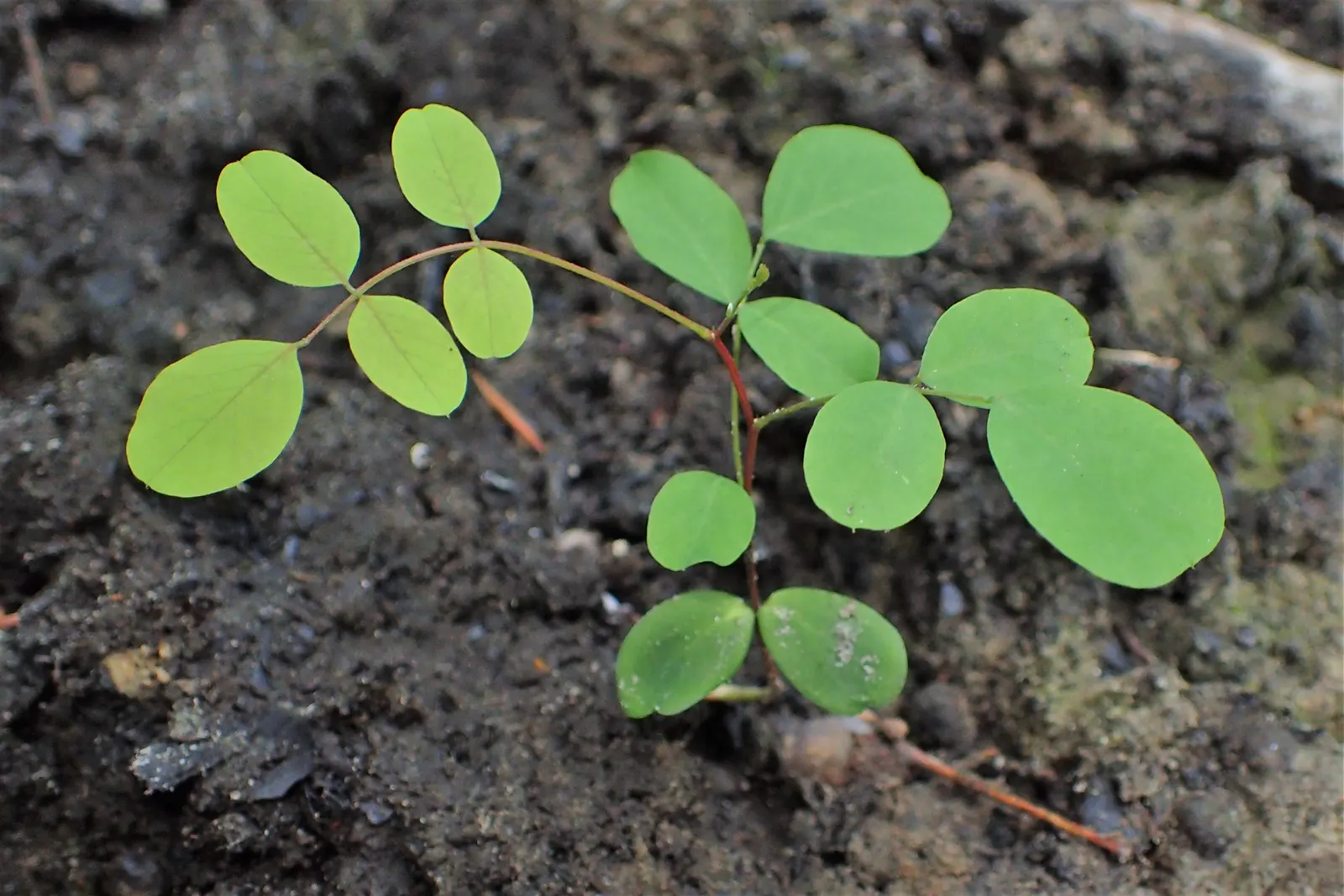 Black Locust (Robinia Pseudoacacia) — reaching heights of 40-100 feet with a spread of 20-35 feet; each typically measuring about 8 to 14 inches in length