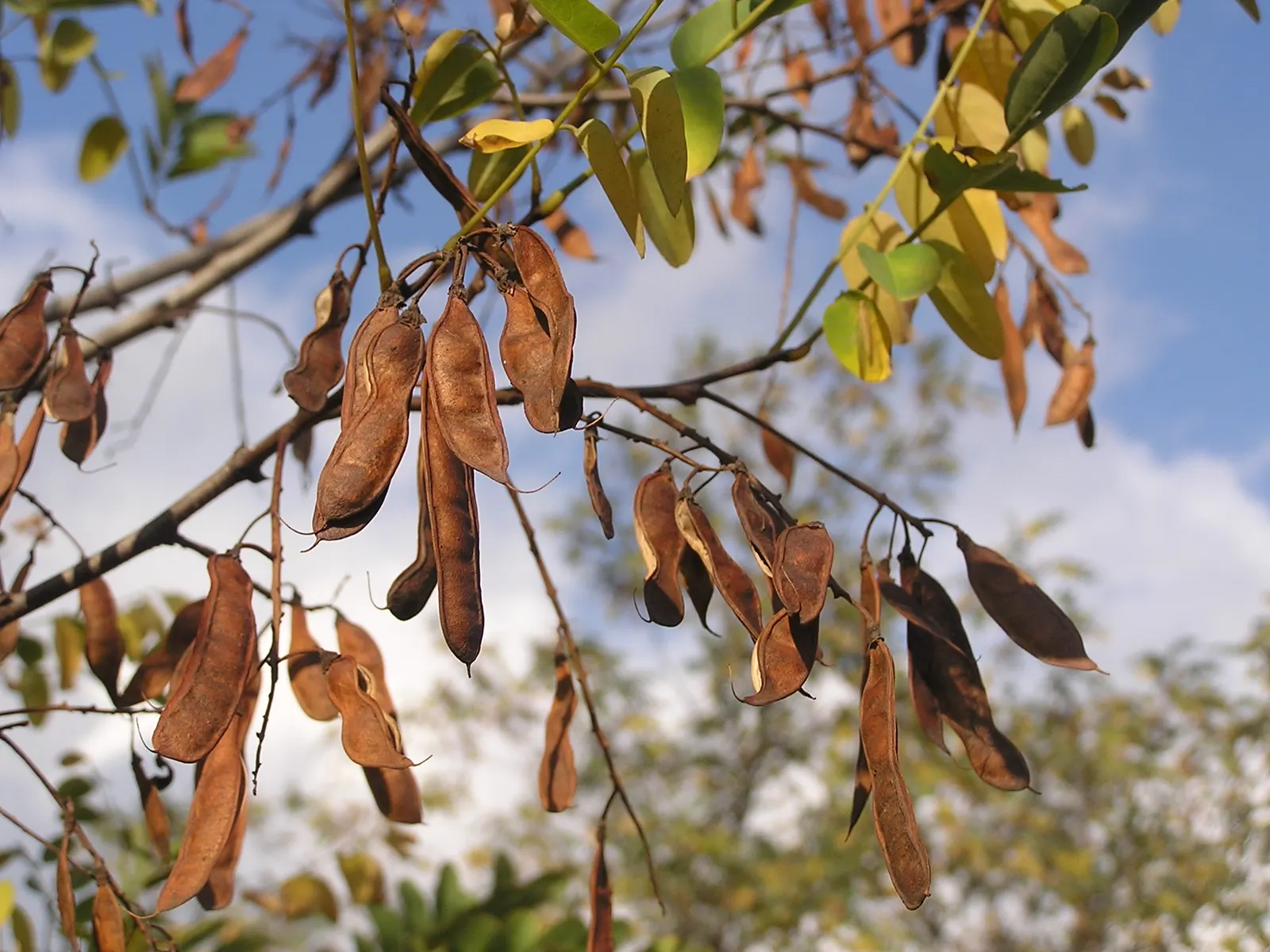 Black Locust (Robinia Pseudoacacia) — the foliage turns an attractive yellow hue; reaching heights of 40-100 feet with a spread of 20-35 feet, image 115
