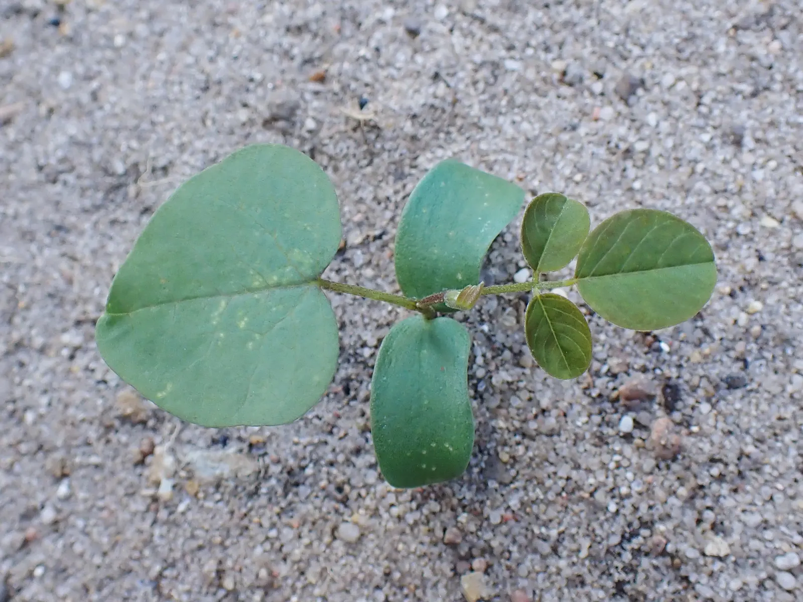 Black Locust (Robinia Pseudoacacia) — adding a visually striking and pleasing olfactory element to any garden; which can be utilized for posts or lumber if