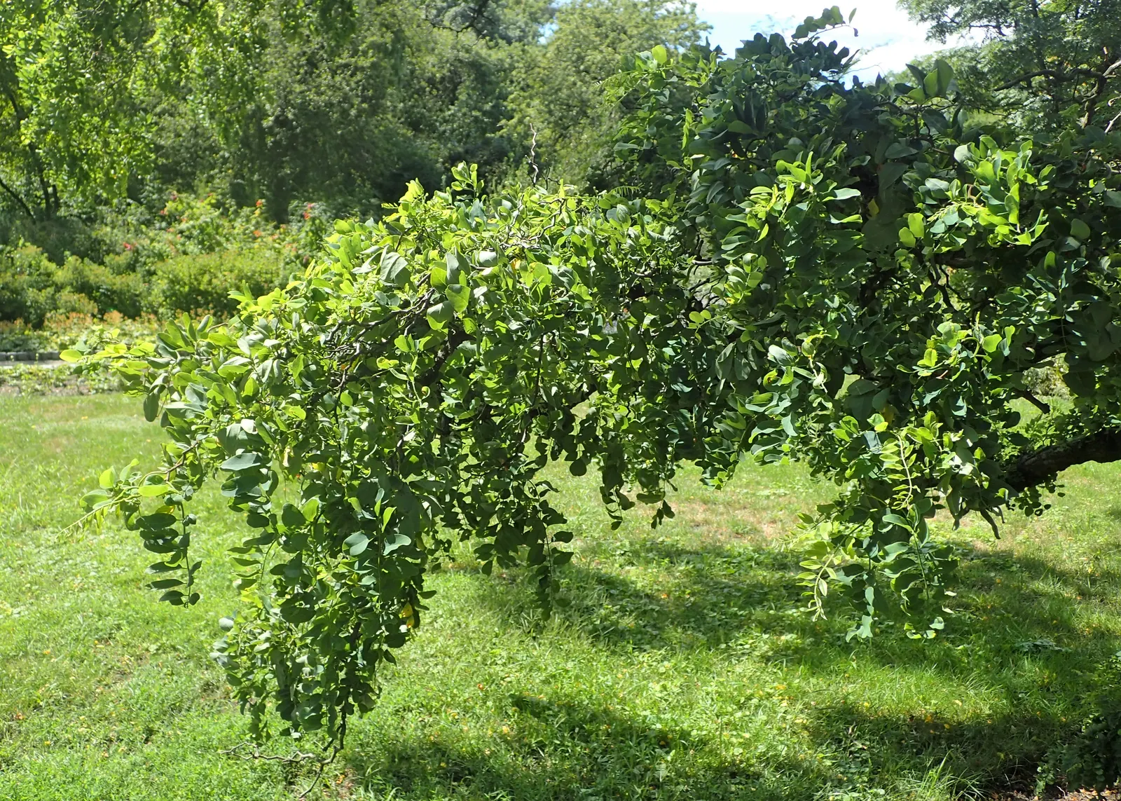 Black Locust (Robinia Pseudoacacia) — preferring full sun exposure for optimal growth; making it an excellent choice for varied landscape designs, image 66