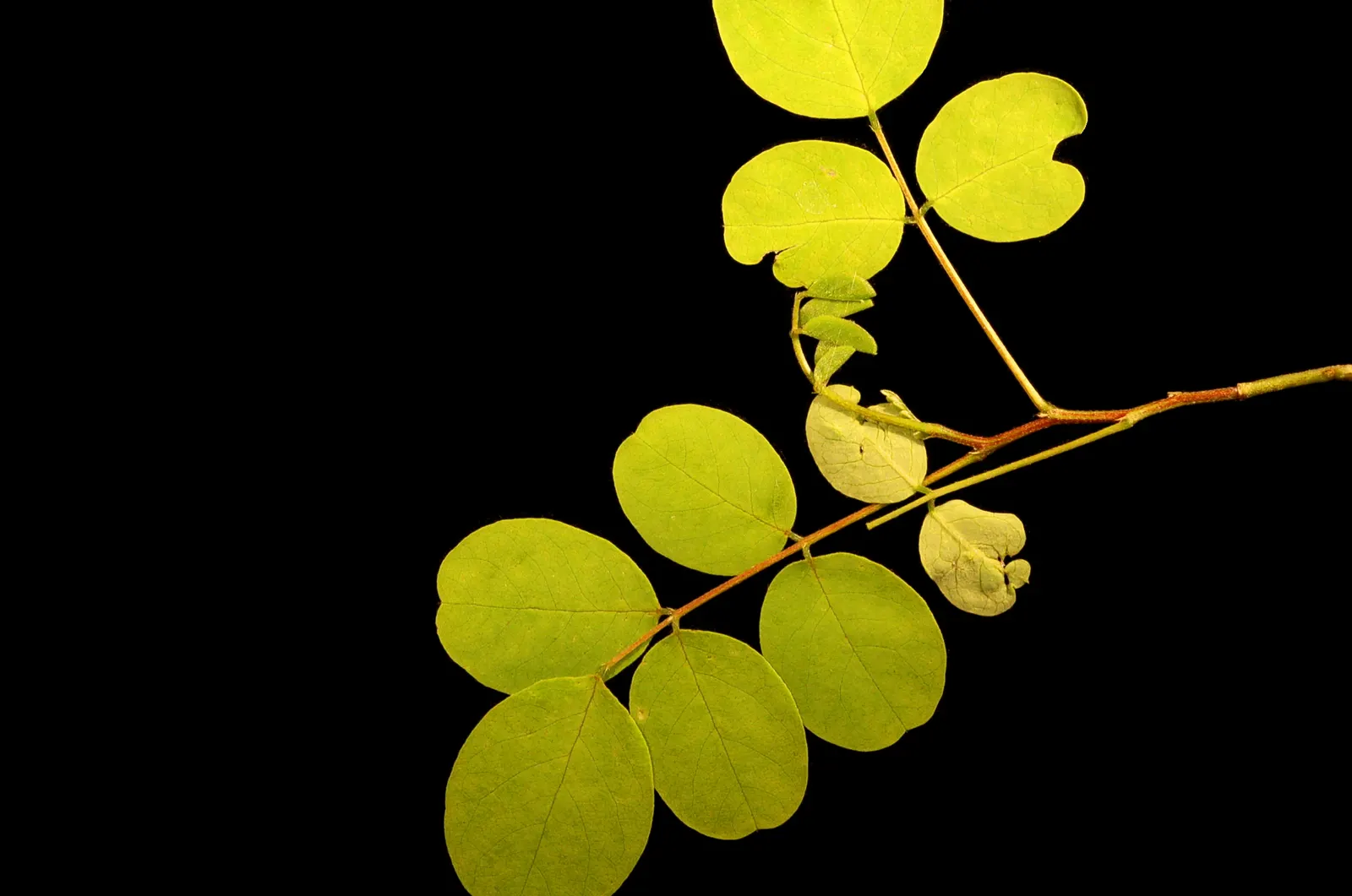 Black Locust (Robinia Pseudoacacia) — scientifically named Robinia pseudoacacia; especially the bark and seeds, image 82