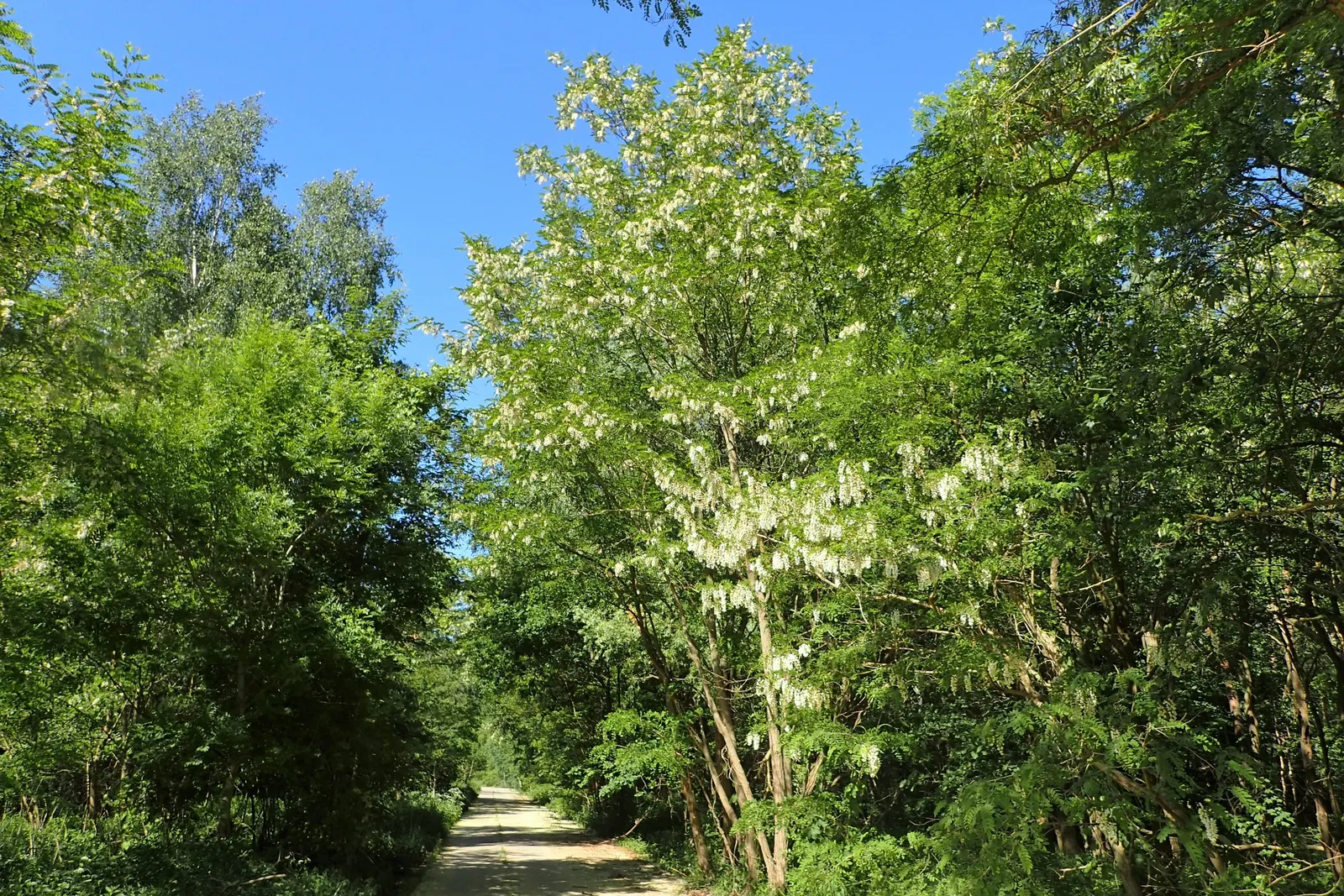 Black Locust (Robinia Pseudoacacia) — and the fragrant white flowers that bloom in late spring
