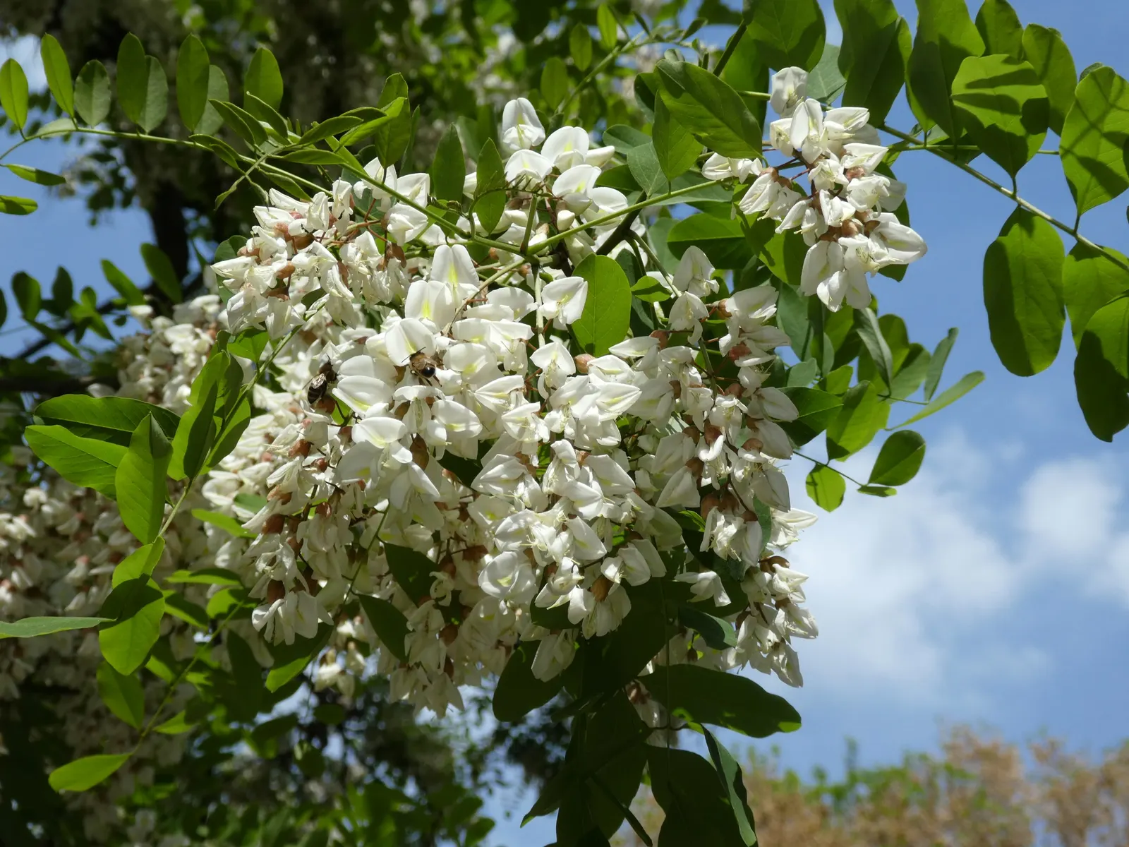 Black Locust (Robinia Pseudoacacia) — thus caution is advised in landscapes frequented by pets or small children; is a fast-growing deciduous tree, image 72