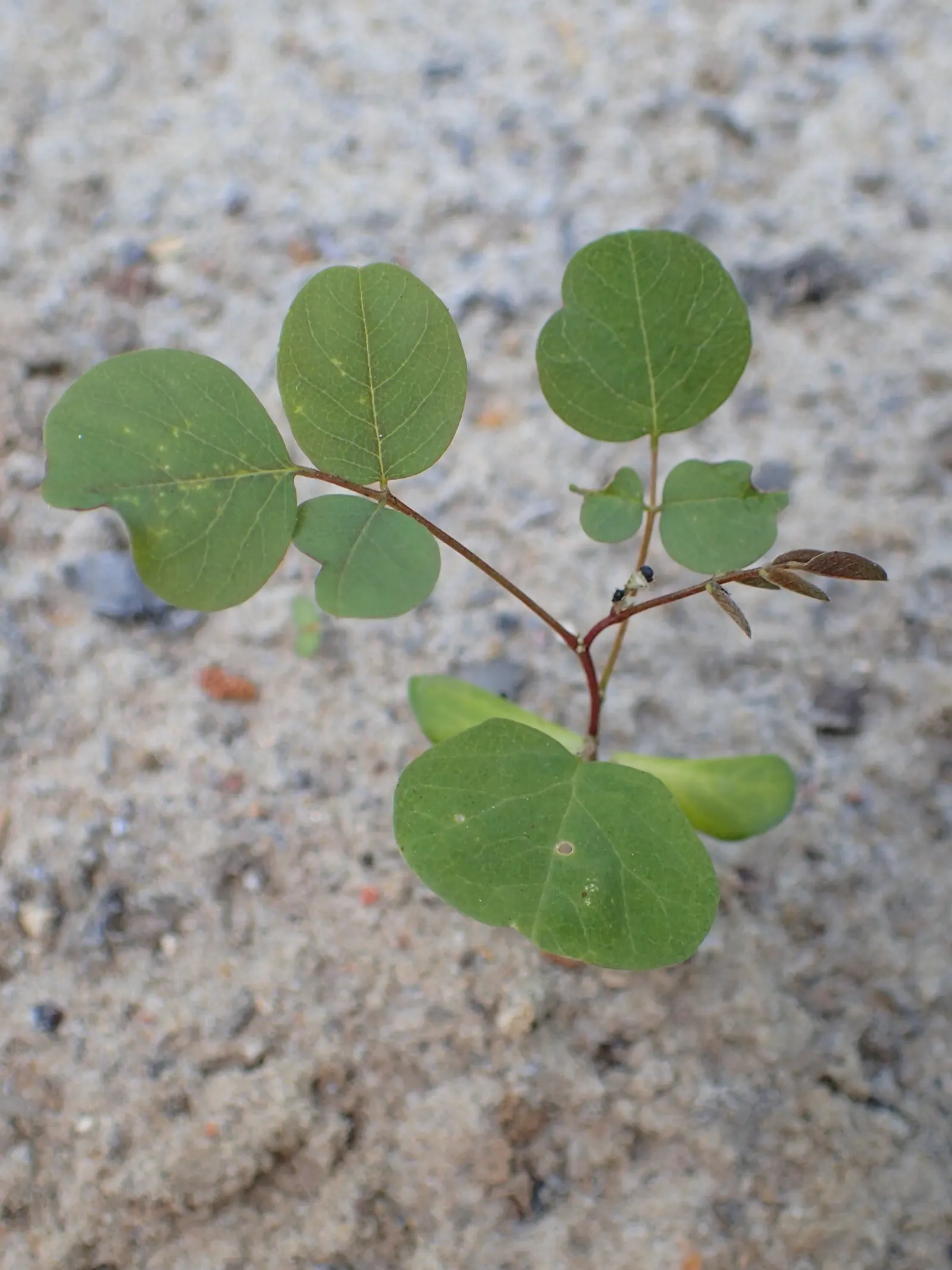 Black Locust (Robinia Pseudoacacia) — scientifically named Robinia pseudoacacia; especially the bark and seeds