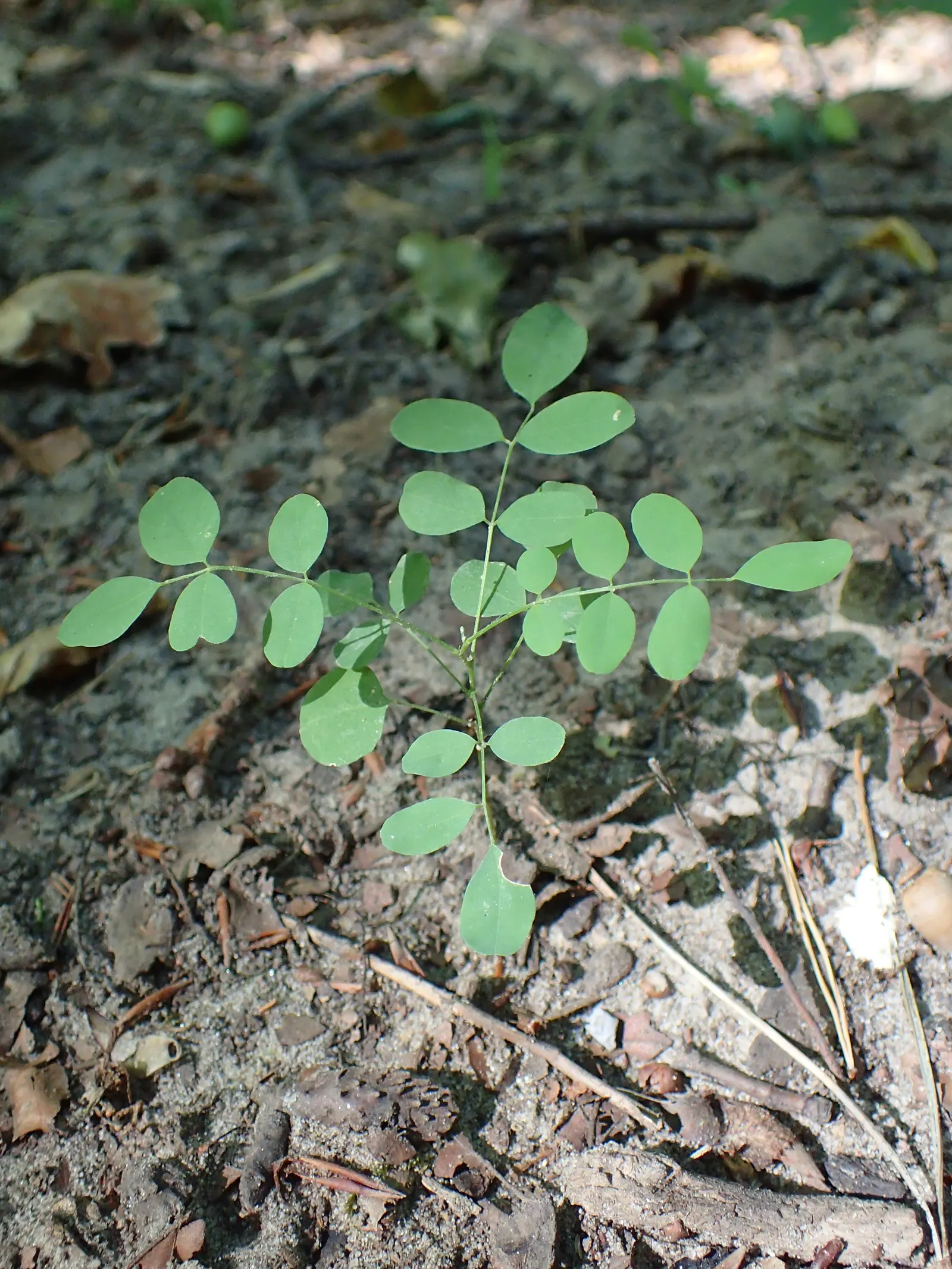 Black Locust (Robinia Pseudoacacia) — so careful consideration should be given to its placement in areas of human activity; white flowers in the garden