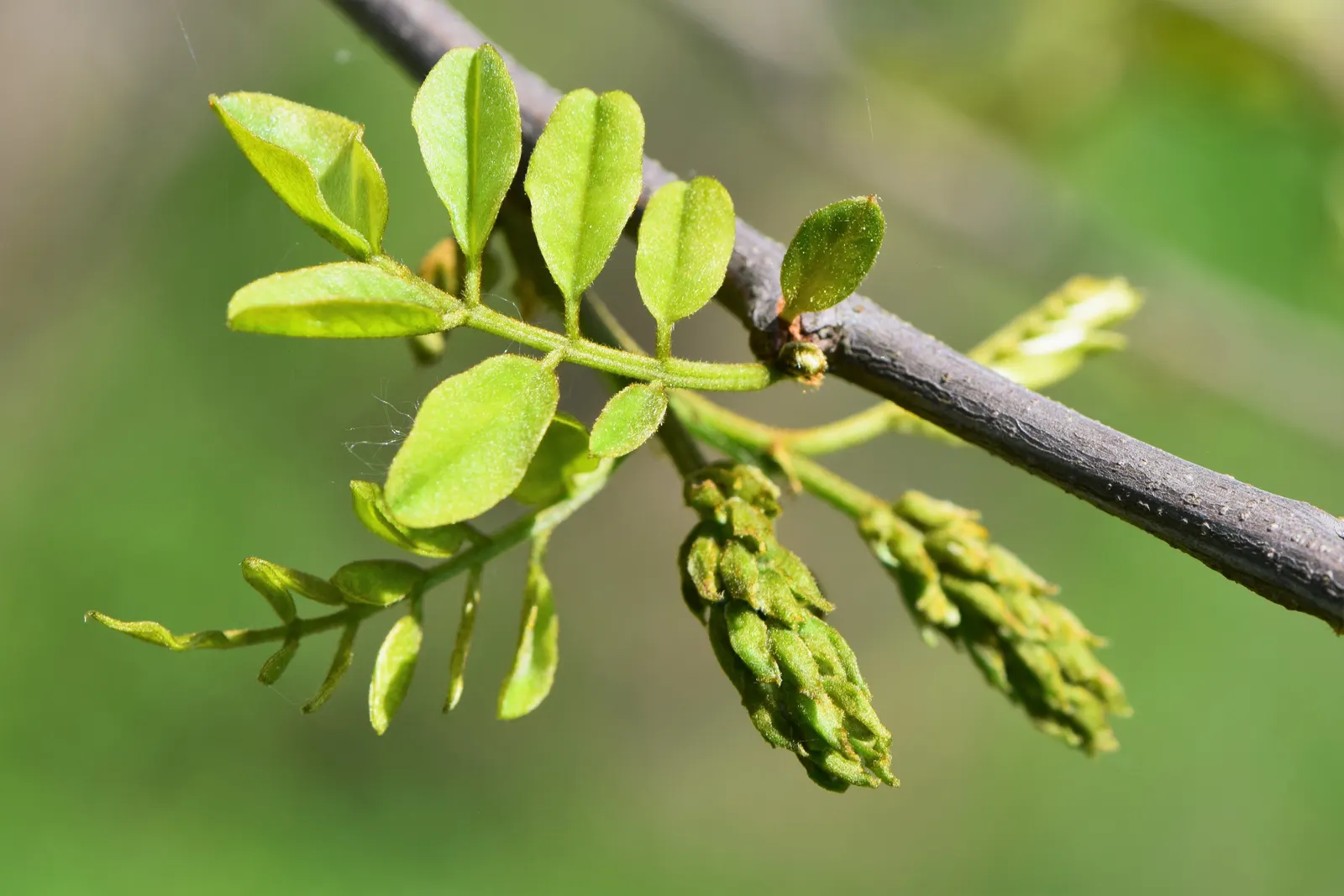 Black Locust (Robinia Pseudoacacia) — is a fast-growing deciduous tree; hardy in zones 4-8, it thrives in full sun and well-drained soils, image 101