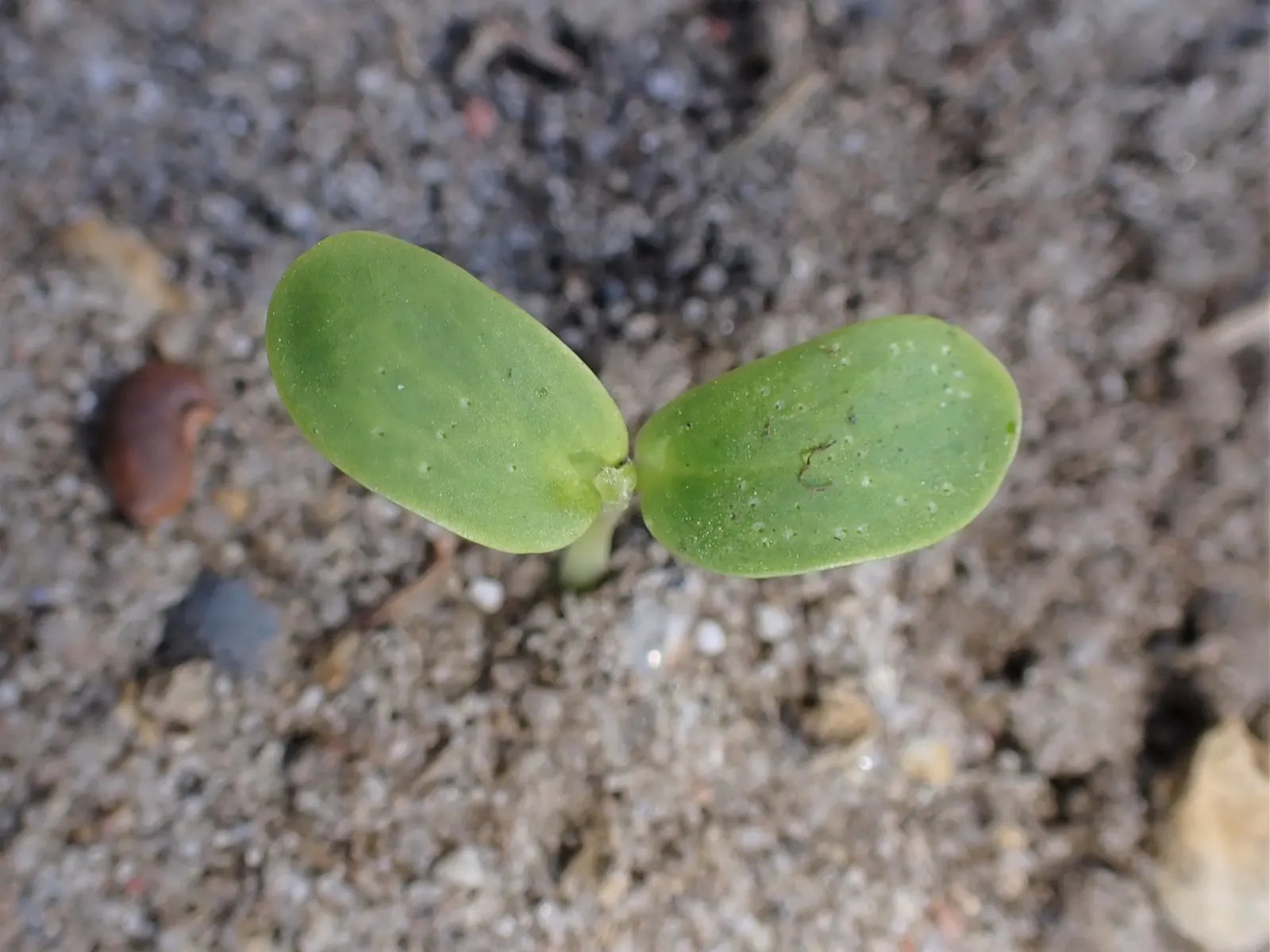 Black Locust (Robinia Pseudoacacia) — thus caution is advised in landscapes frequented by pets or small children