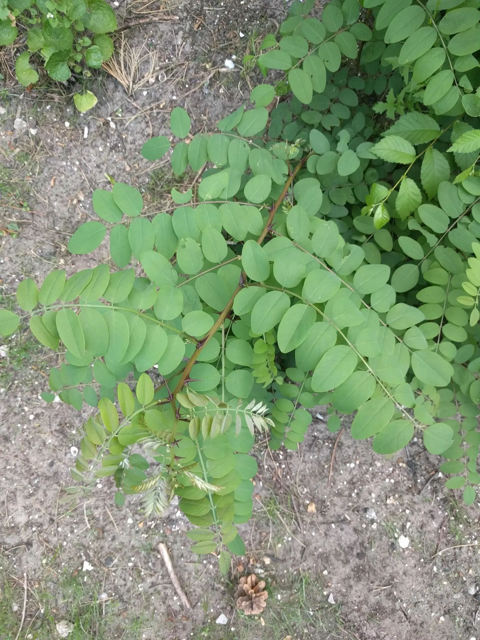 Black Locust (Robinia Pseudoacacia) — the foliage turns an attractive yellow hue; reaching heights of 40-100 feet with a spread of 20-35 feet, image 65