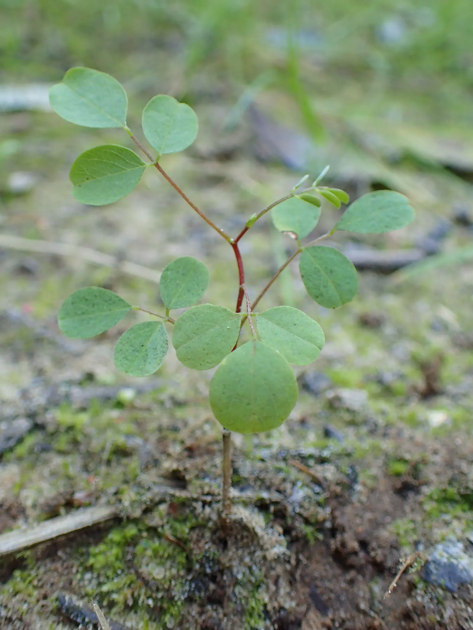 Black Locust (Robinia Pseudoacacia) — These pendulous flower clusters can reach 4 to 8 inches in length, image 113