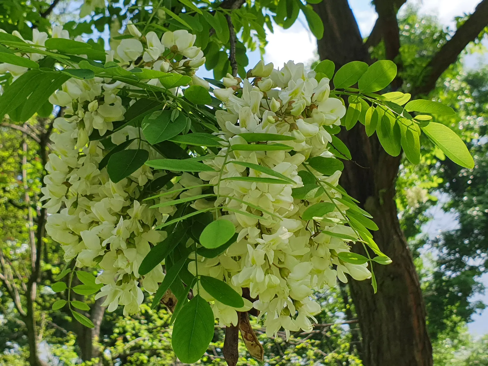 Black Locust (Robinia Pseudoacacia) — it exhibits notable drought tolerance; preferring full sun exposure for optimal growth, image 67