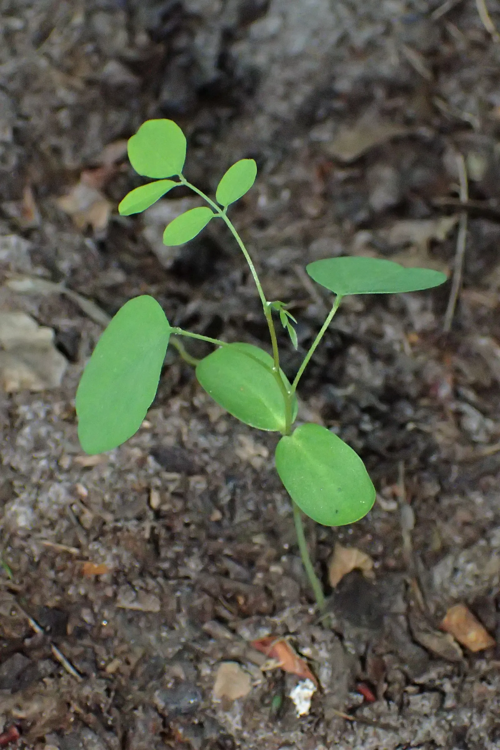 Black Locust (Robinia Pseudoacacia) — tree for full