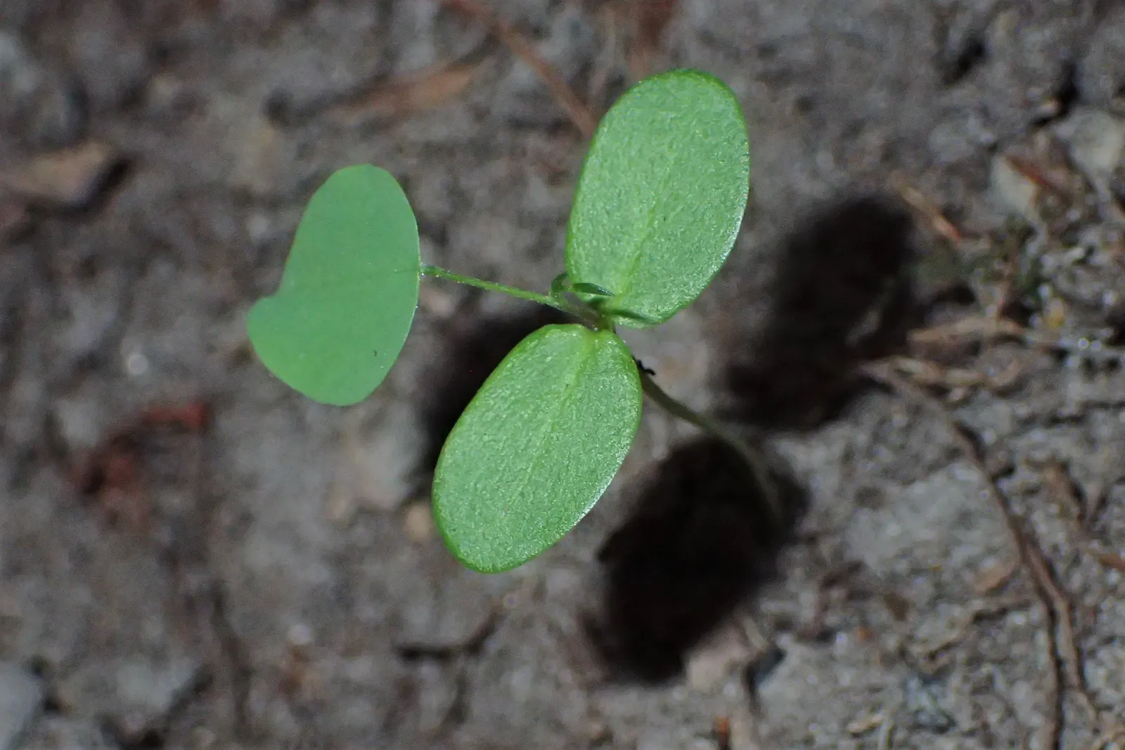 Black Locust (Robinia Pseudoacacia) — Its wood is durable and rot-resistant; adding a visually striking and pleasing olfactory element to any garden, image 56