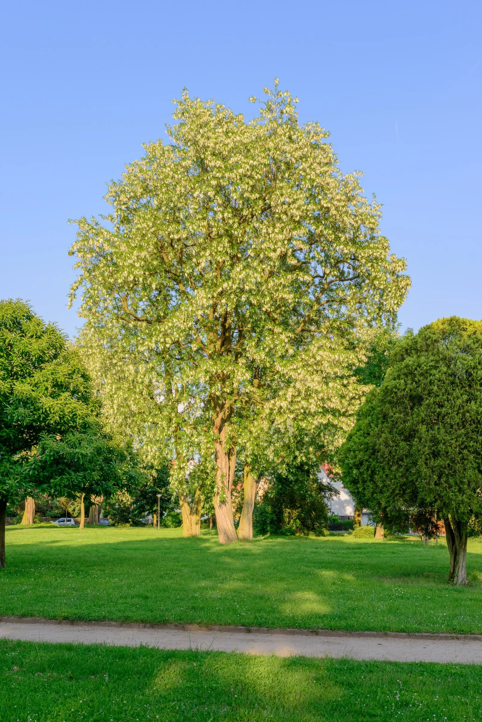 Black Locust (Robinia Pseudoacacia) — so careful consideration should be given to its placement in areas of human activity