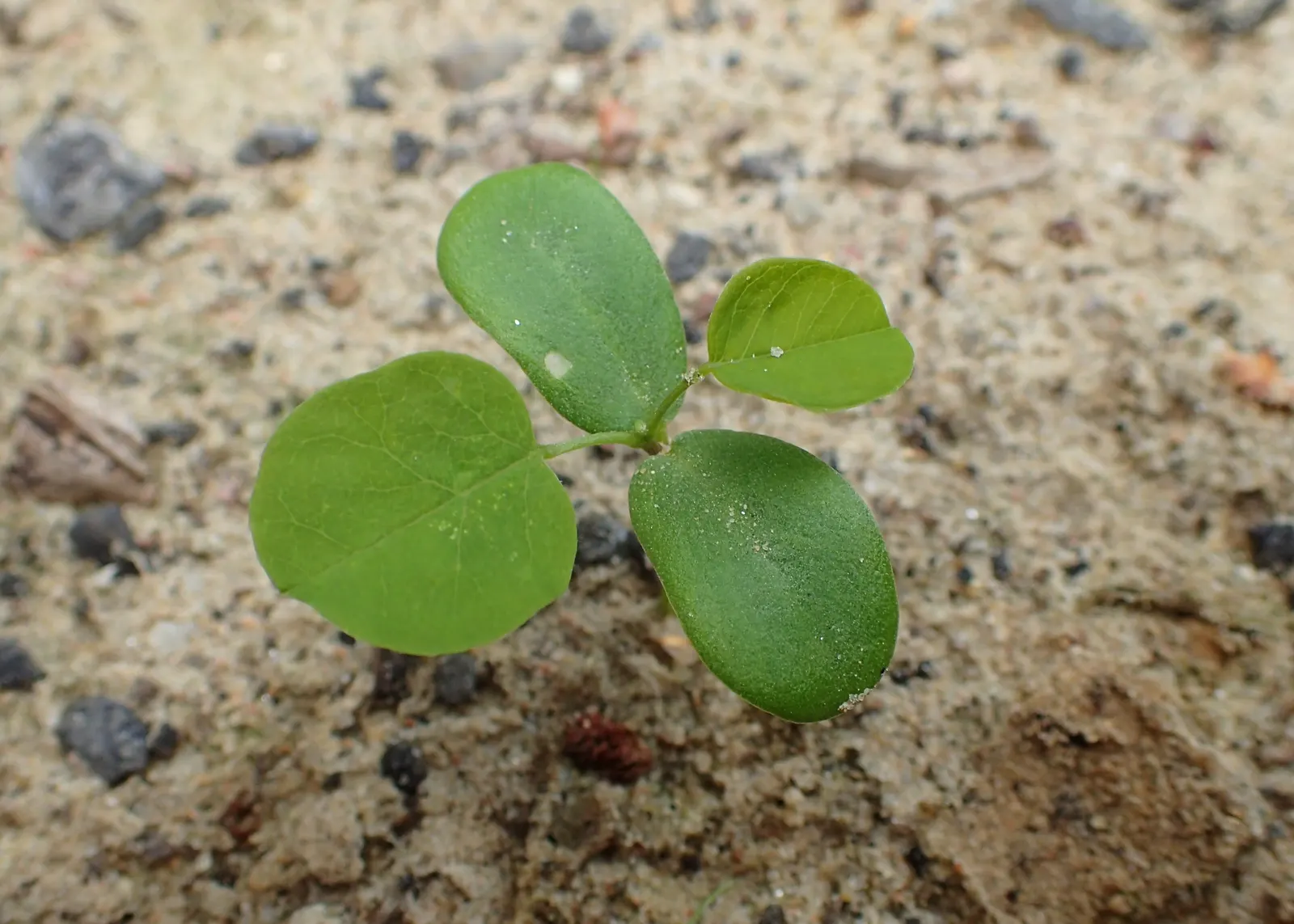 Black Locust (Robinia Pseudoacacia) — it exhibits notable drought tolerance; preferring full sun exposure for optimal growth, image 92