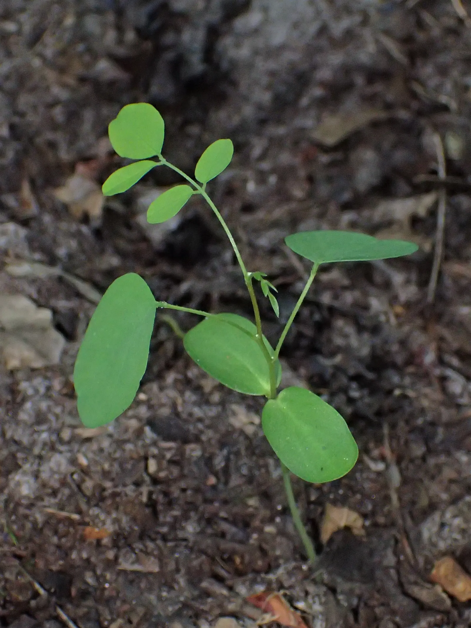 Black Locust (Robinia Pseudoacacia) — each typically measuring about 8 to 14 inches in length