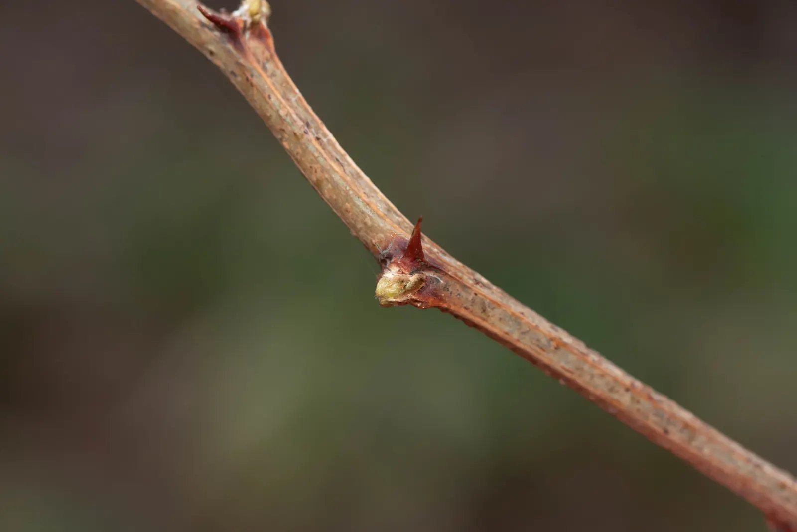 Black Locust (Robinia Pseudoacacia) — the Black Locust is also known for its hard