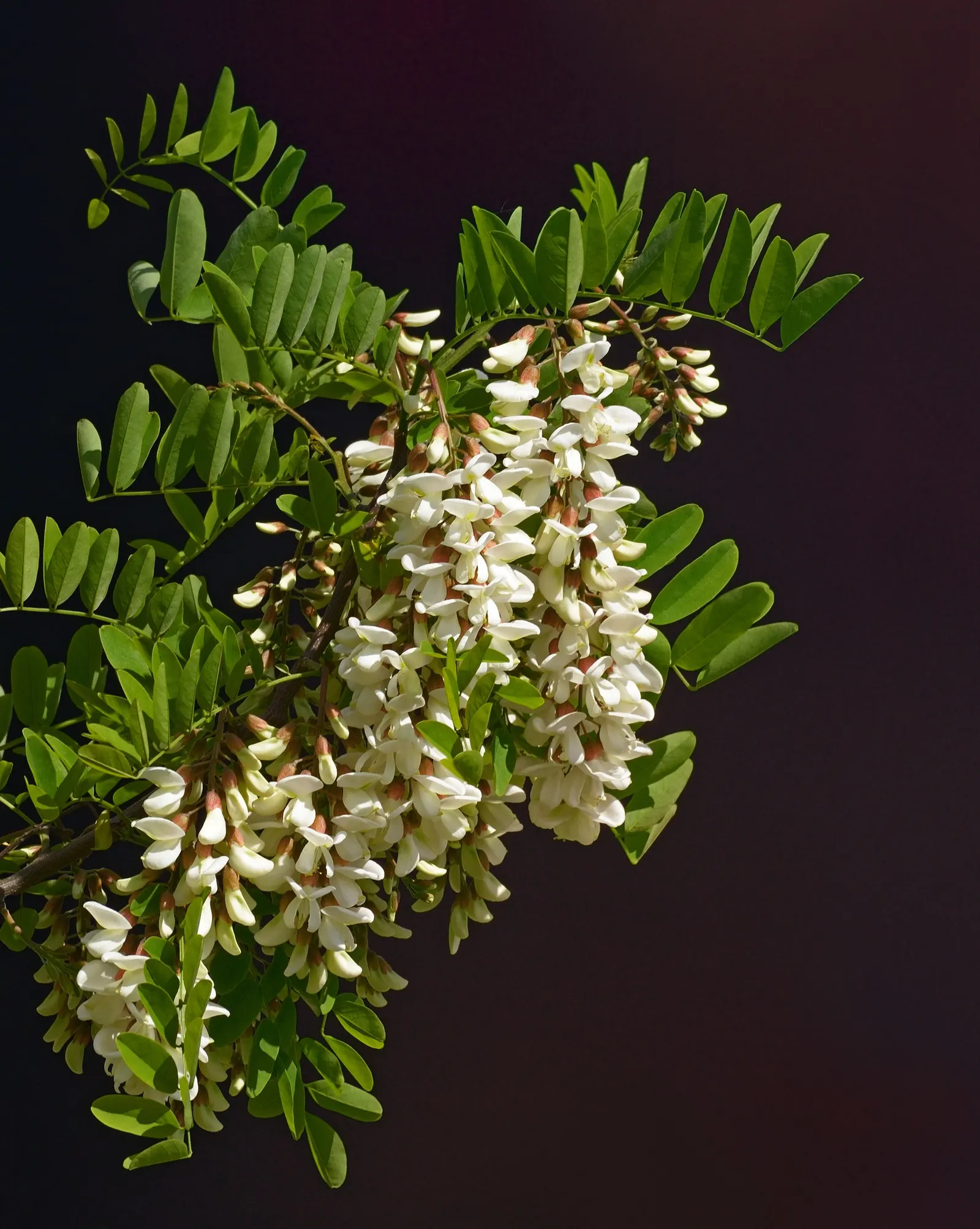 Black Locust (Robinia Pseudoacacia) — white flowers in the garden; is a deciduous tree renowned for its resilience and ornamental qualities, image 73