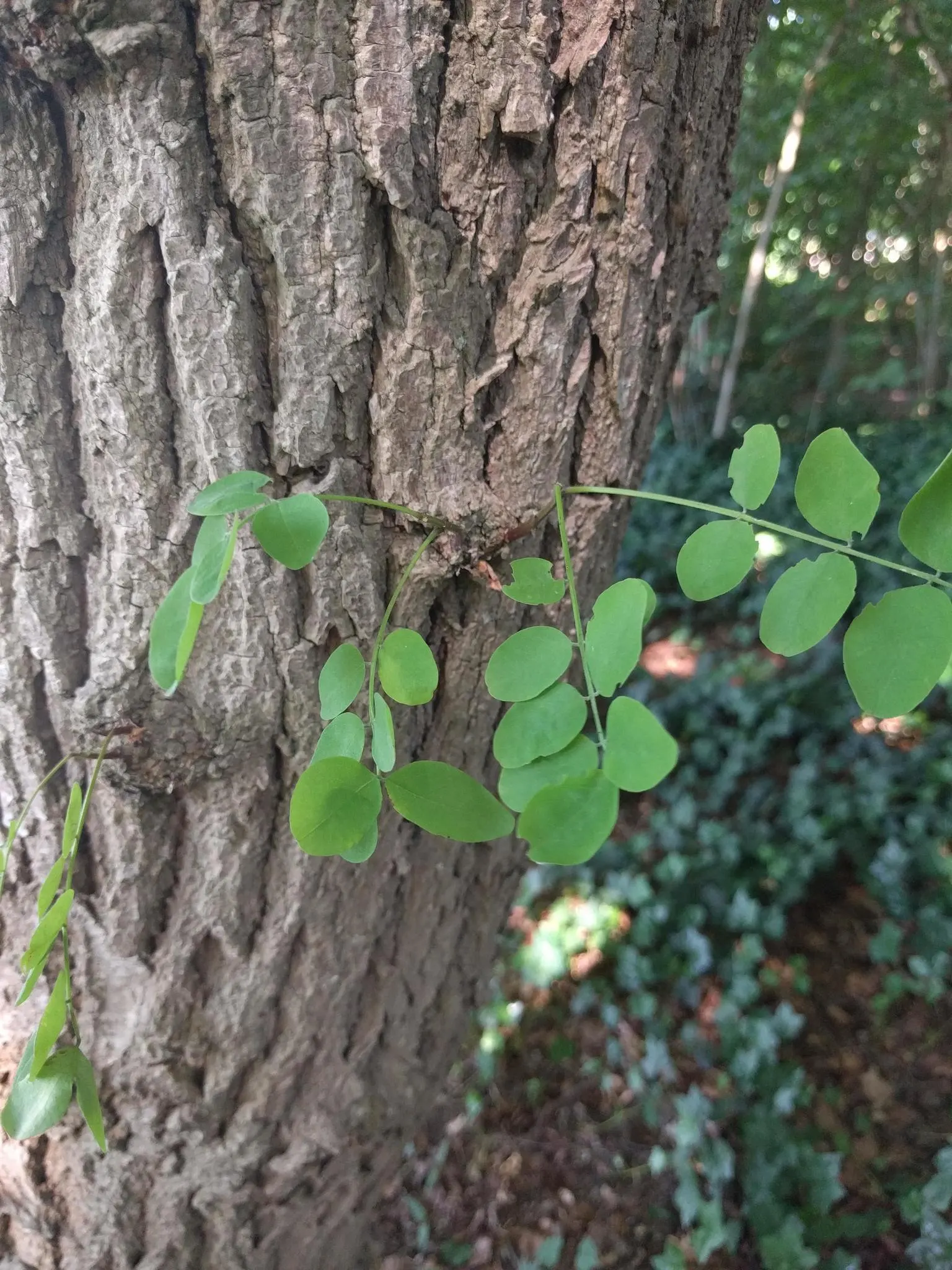 Black Locust (Robinia Pseudoacacia) — and the fragrant white flowers that bloom in late spring; its wood is durable and rot-resistant, image 112