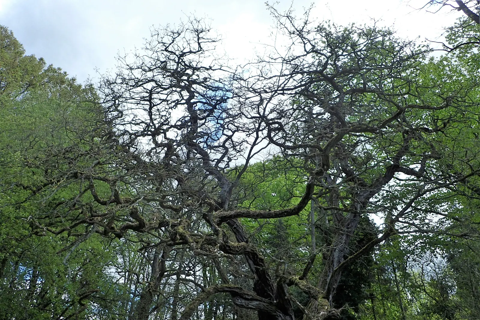 Black Locust (Robinia Pseudoacacia) — The tree is drought-tolerant, though its aggressive roots and self-seeding nature require cautious placement, image 55