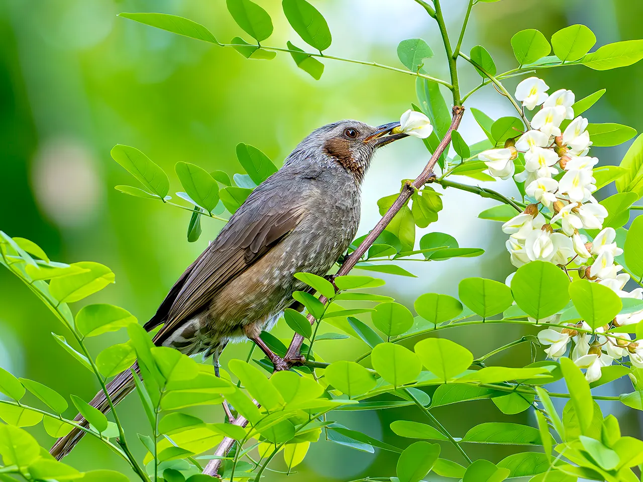 Black Locust (Robinia Pseudoacacia) — tree for full; thus caution is advised in landscapes frequented by pets or small children