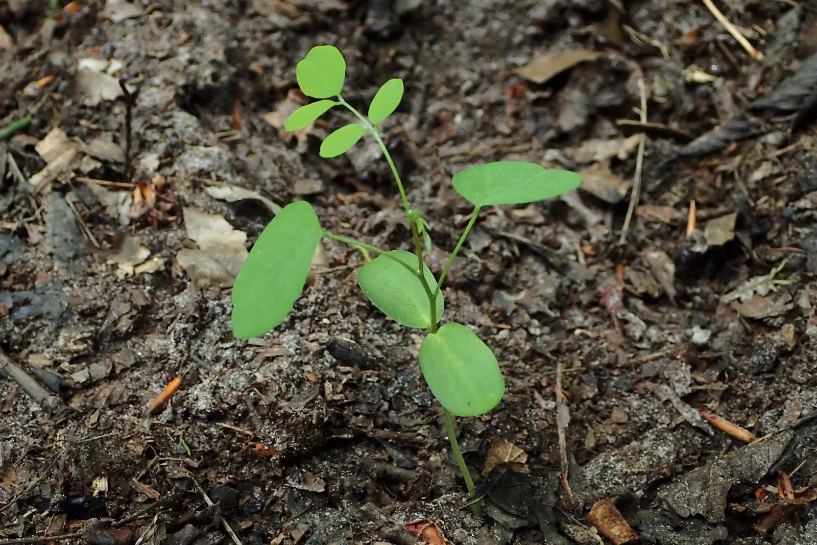 Black Locust (Robinia Pseudoacacia) — Hardy in zones 4-8, it thrives in full sun and well-drained soils; tree for full, image 104