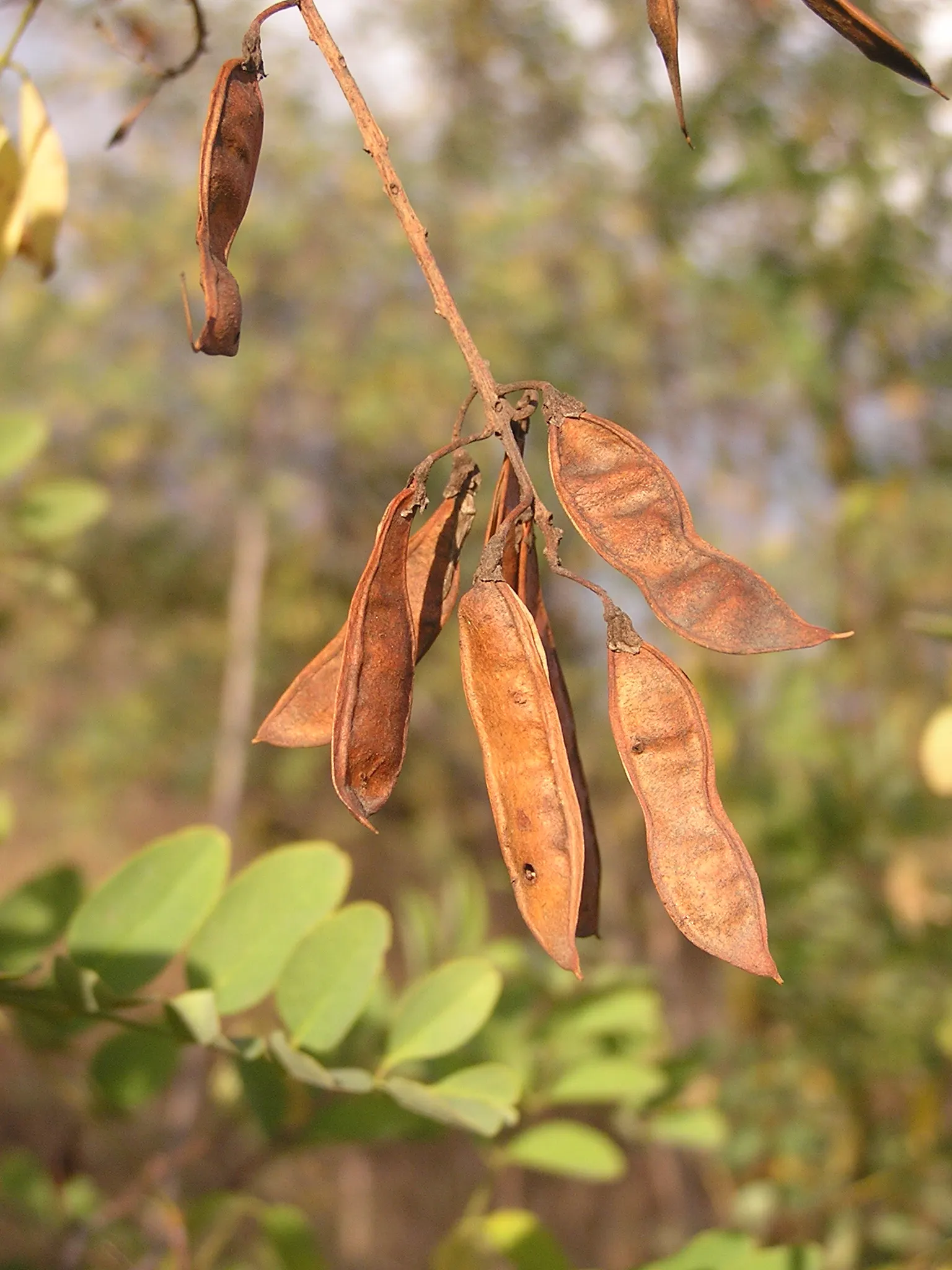 Black Locust (Robinia Pseudoacacia) — is a deciduous tree renowned for its resilience and ornamental qualities; its notable for its fragrant, white, image 58