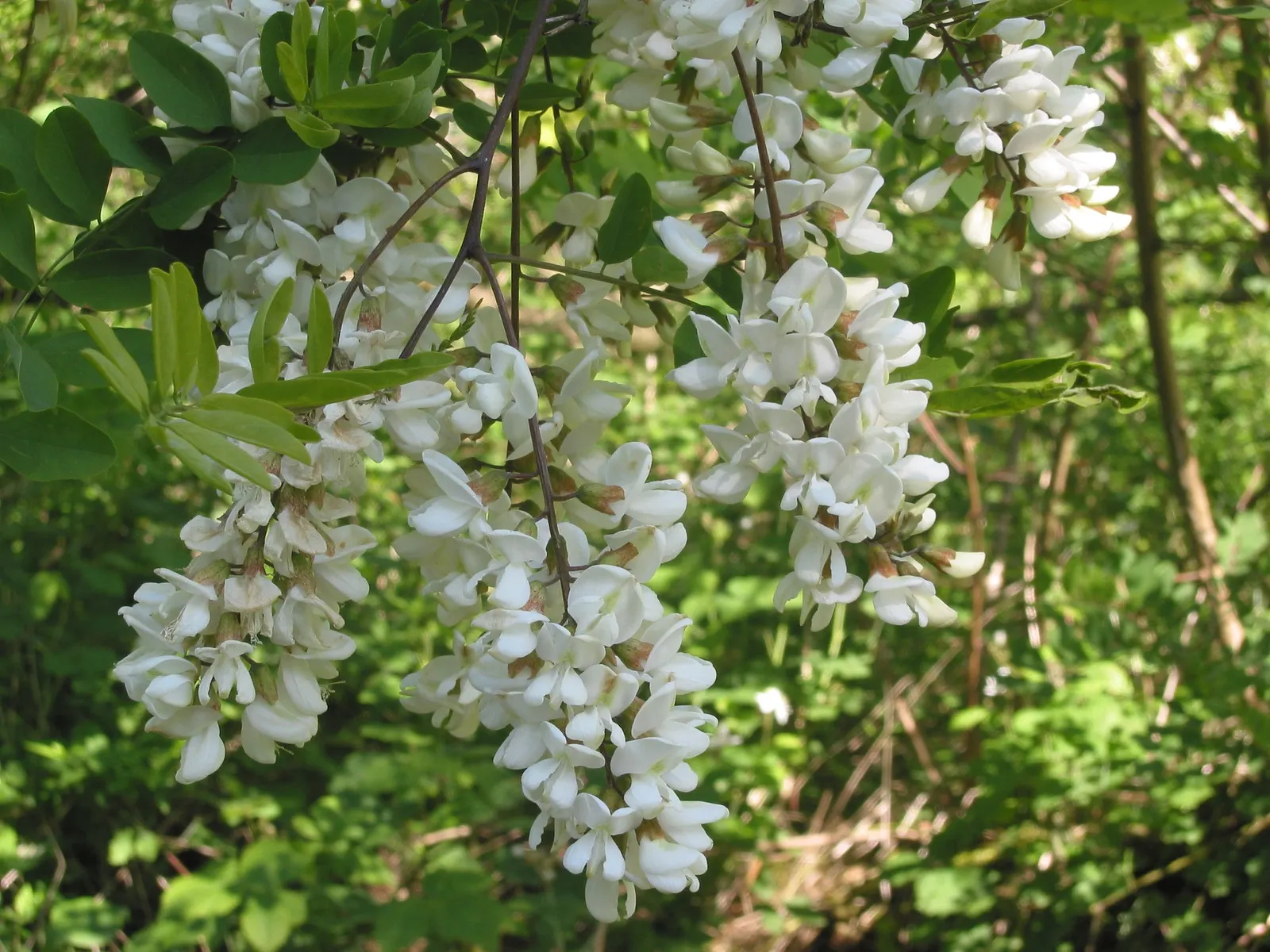 Black Locust (Robinia Pseudoacacia) — making it an excellent choice for varied landscape designs; this hardy species reaches a mature height of 40, image 84